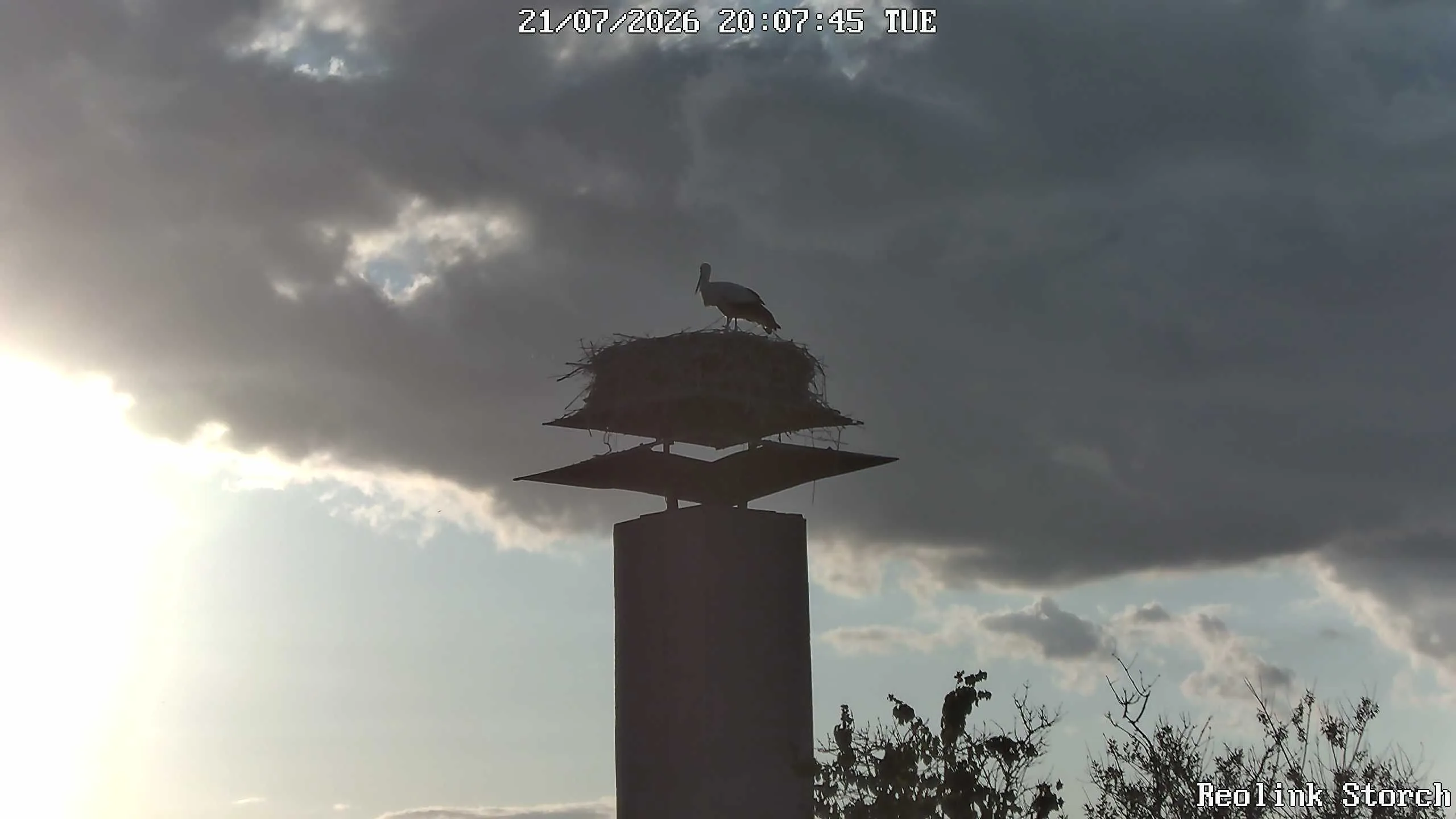 Storchencam Bild