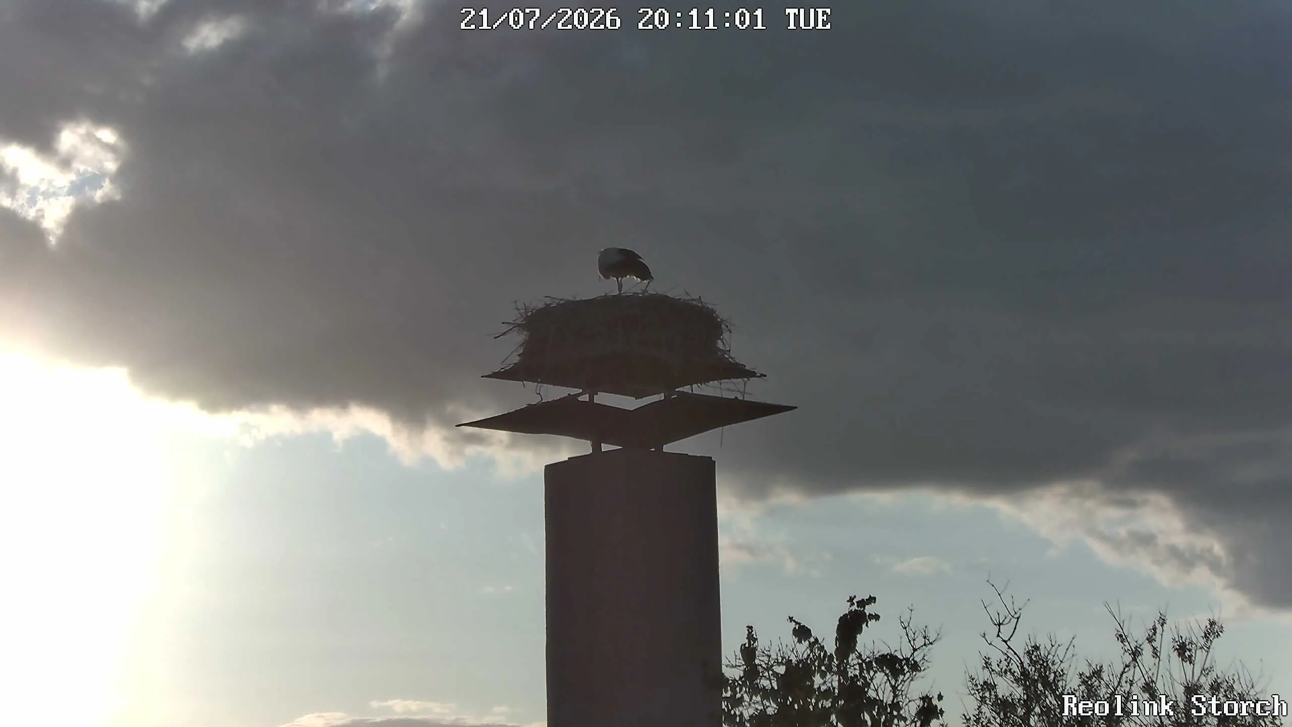 Storchencam Bild