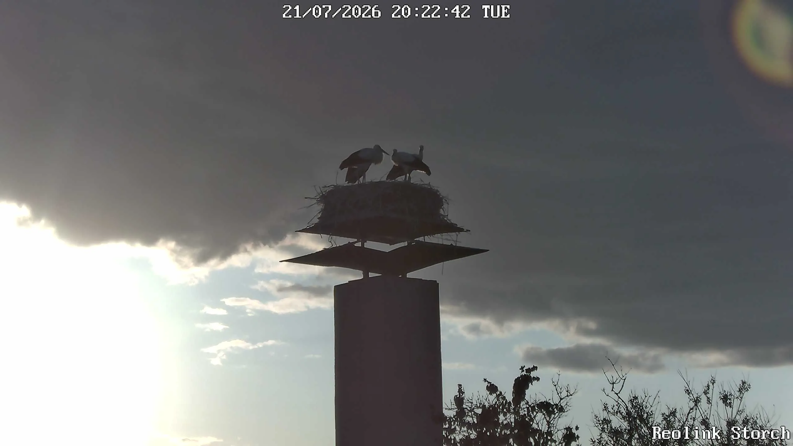 Storchencam Bild