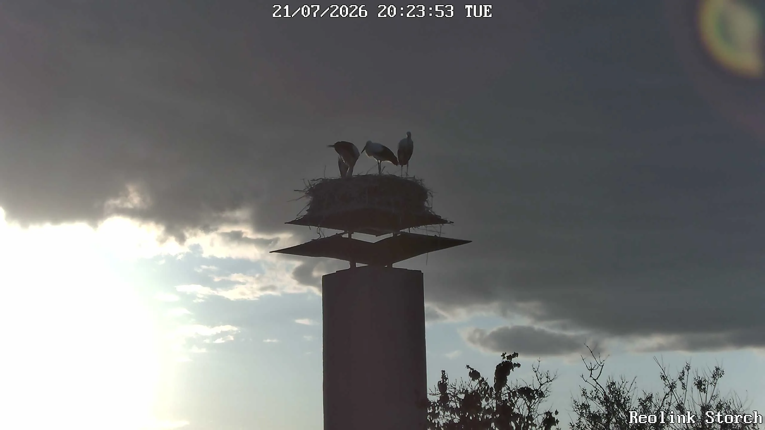 Storchencam Bild