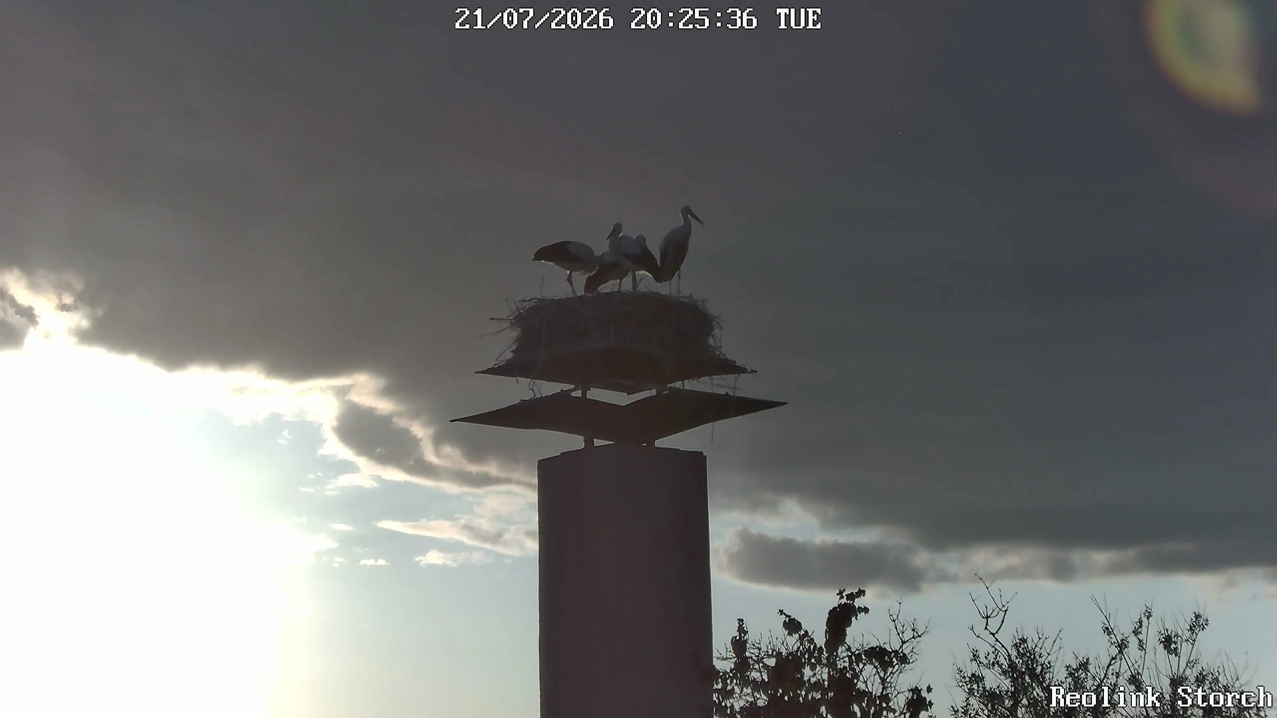 Storchencam Bild