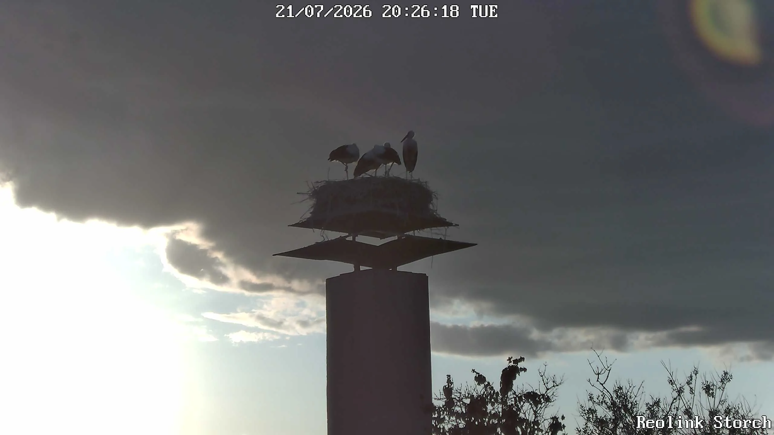 Storchencam Bild