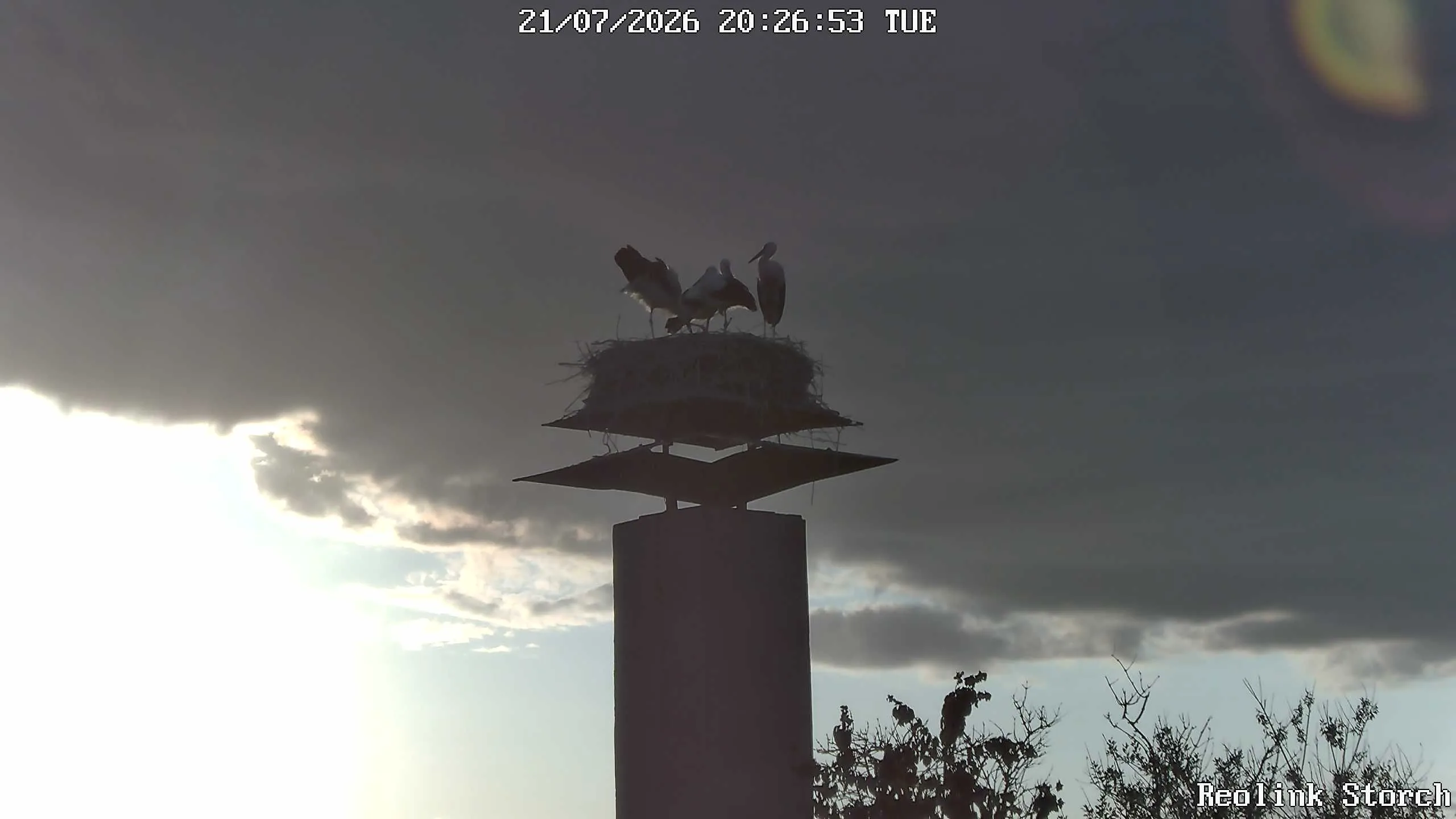Storchencam Bild