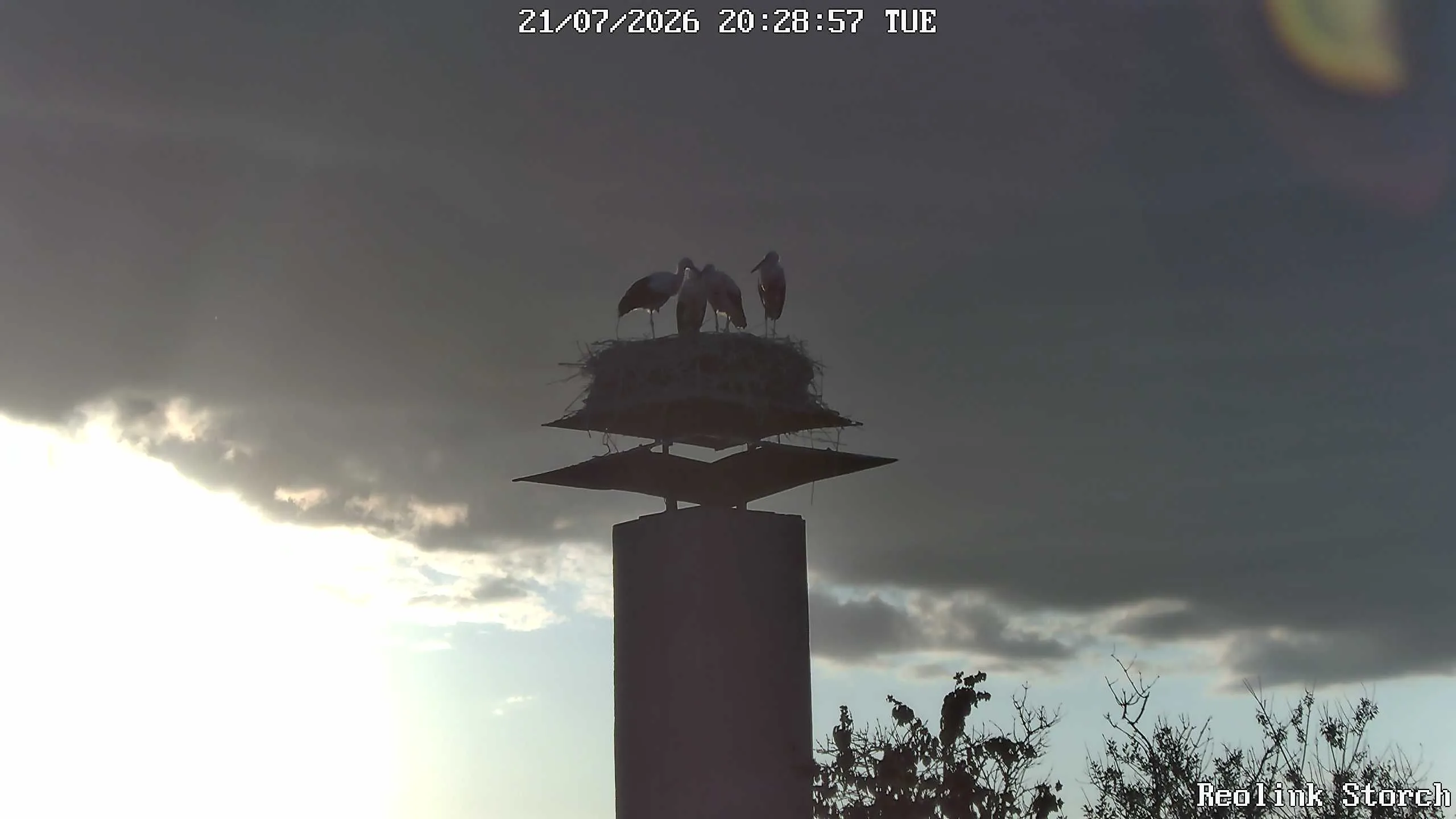 Storchencam Bild