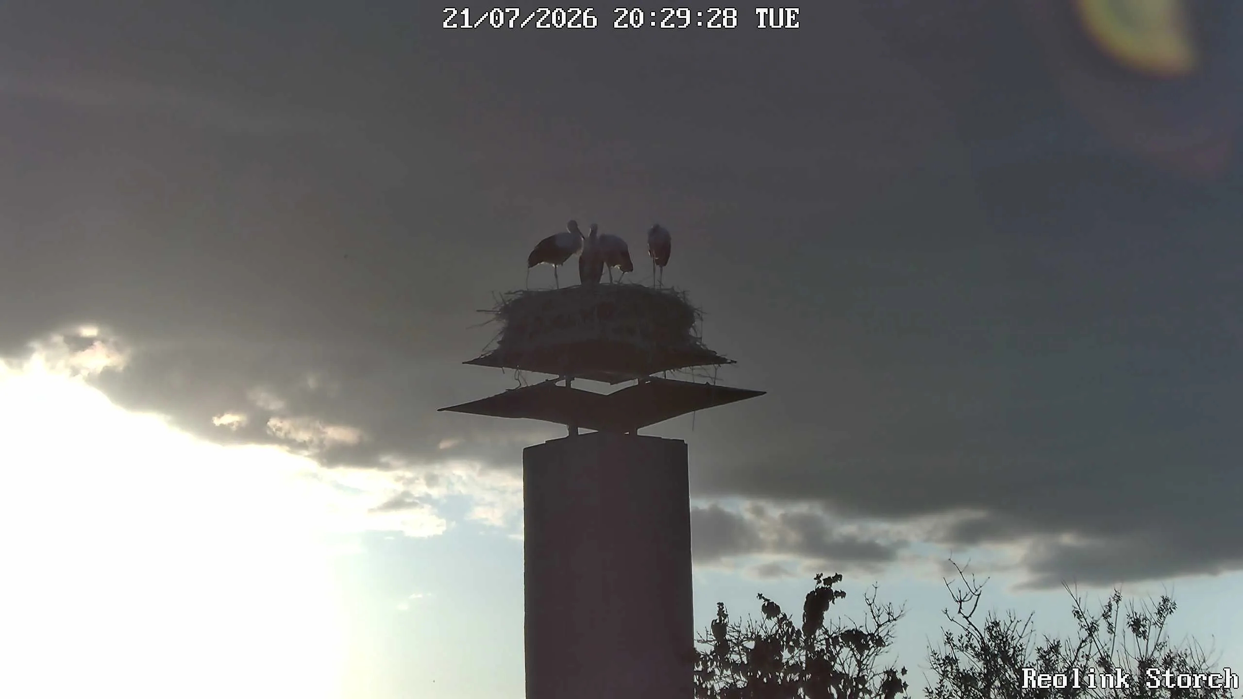 Storchencam Bild