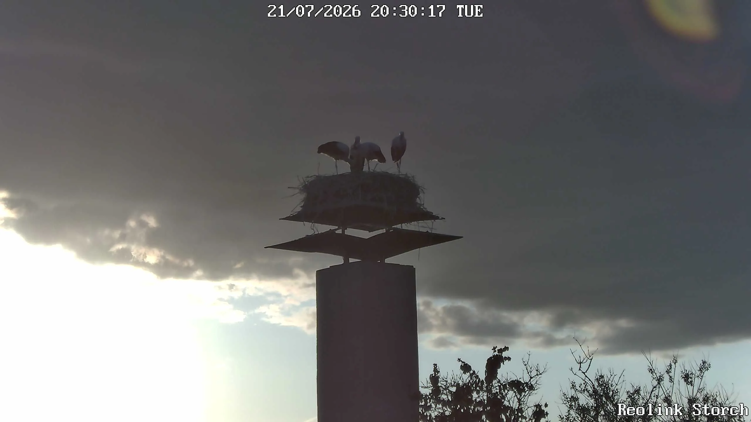 Storchencam Bild