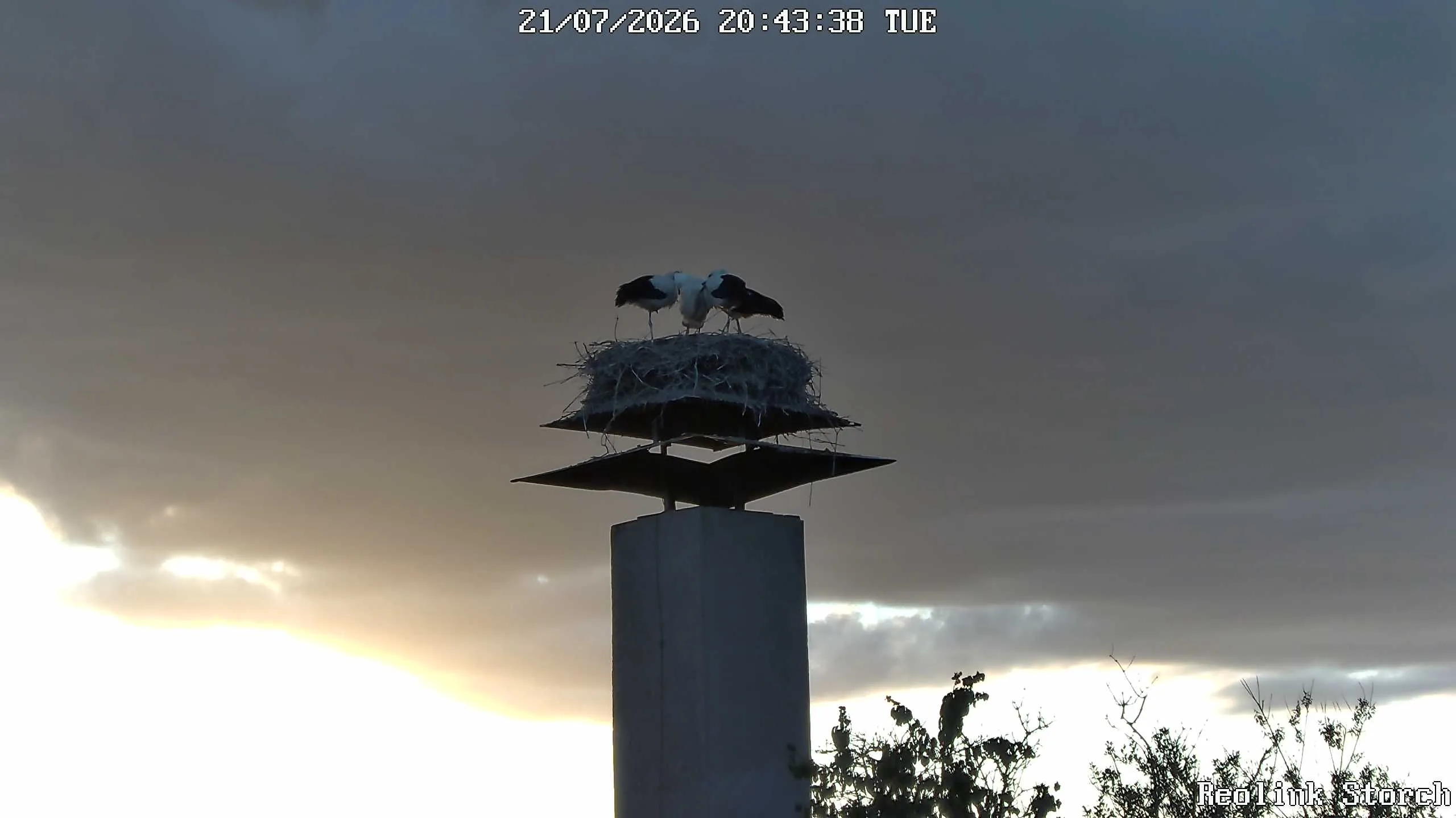 Storchencam Bild