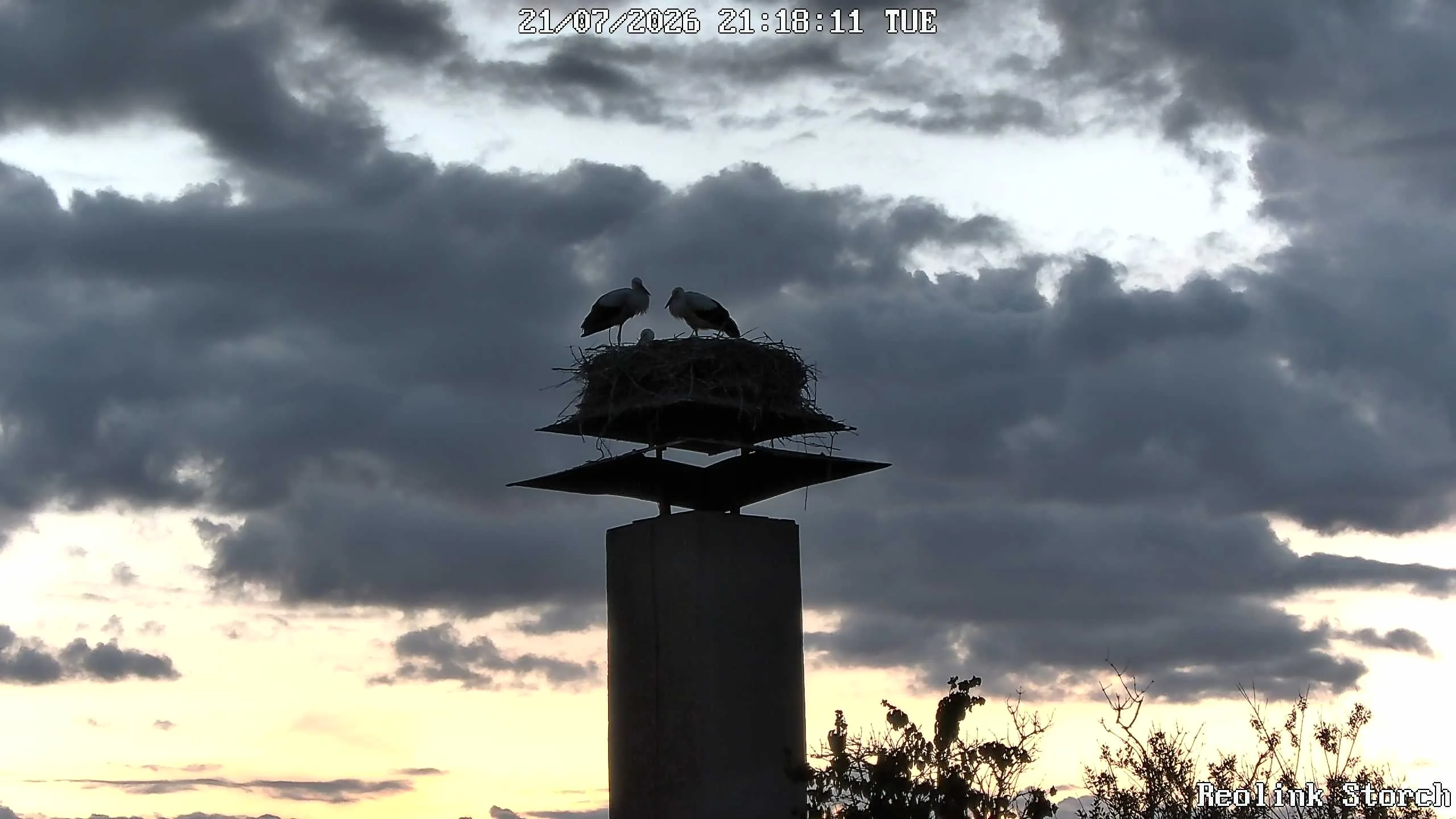 Storchencam Bild