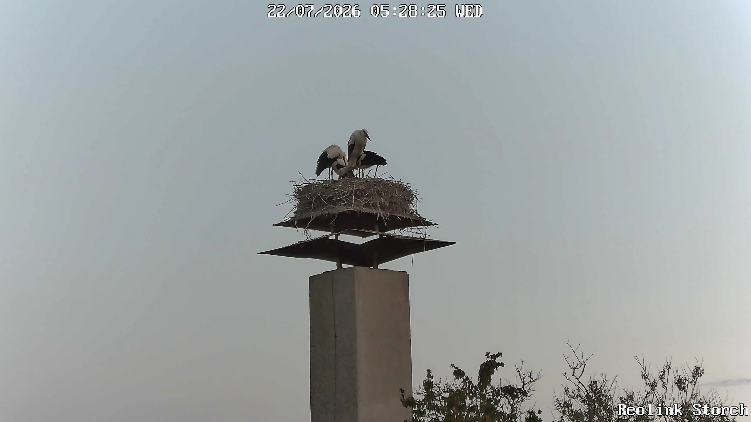 Storchencam Bild