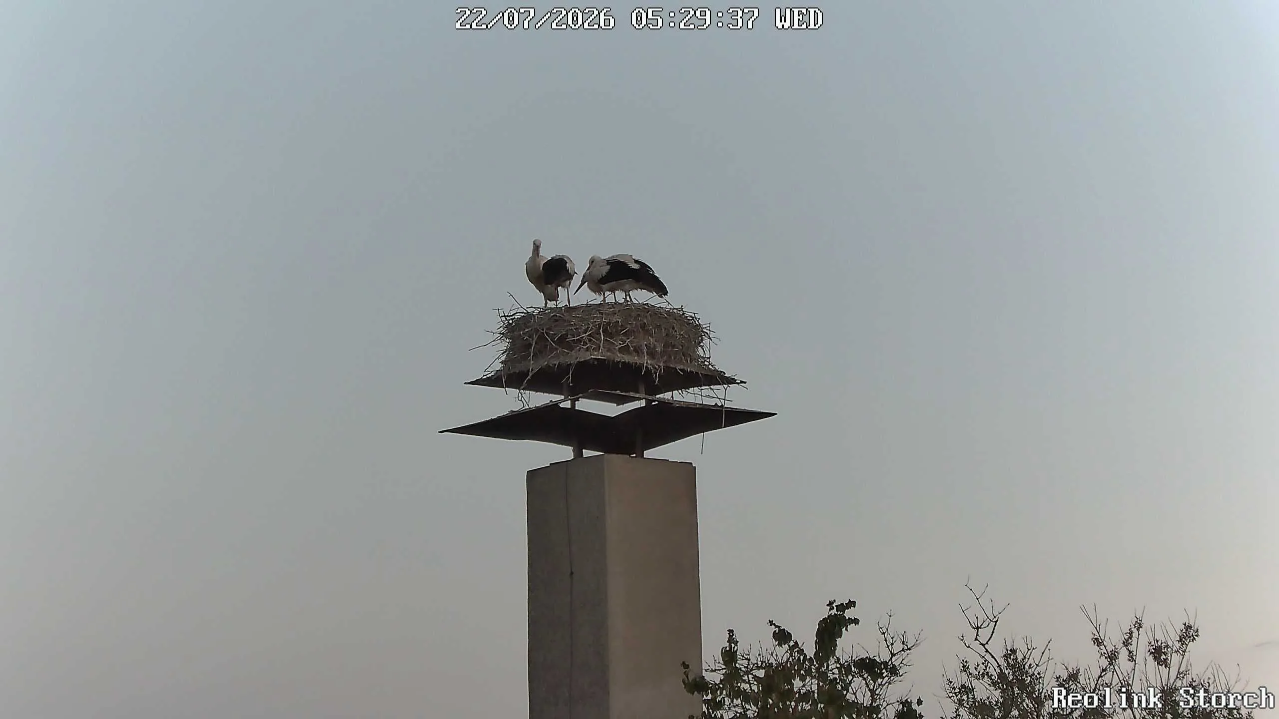 Storchencam Bild