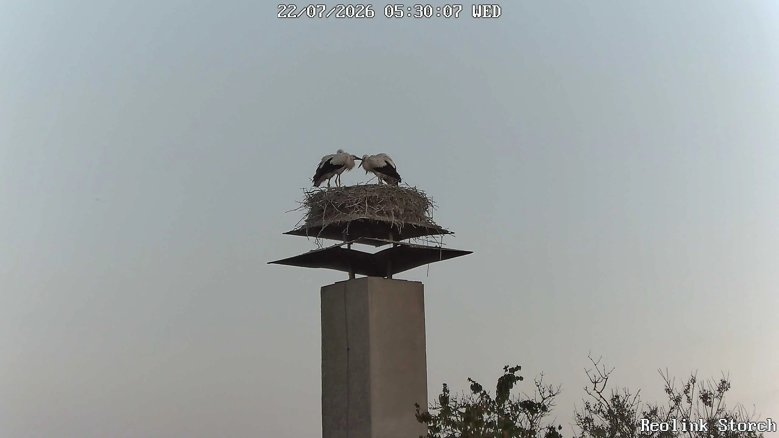 Storchencam Bild