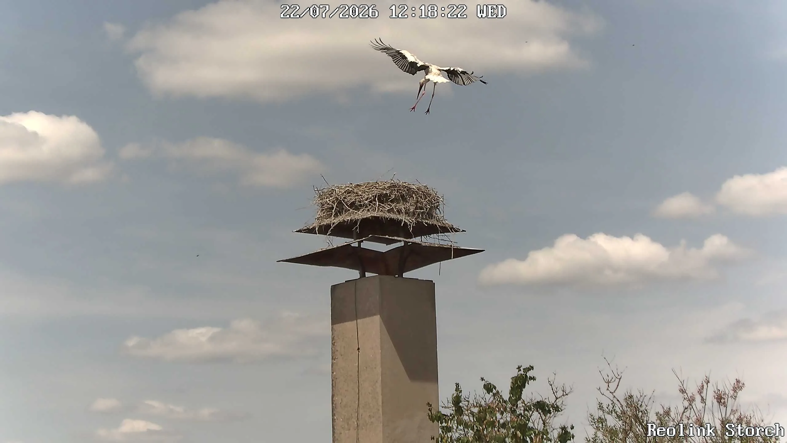 Storchencam Bild