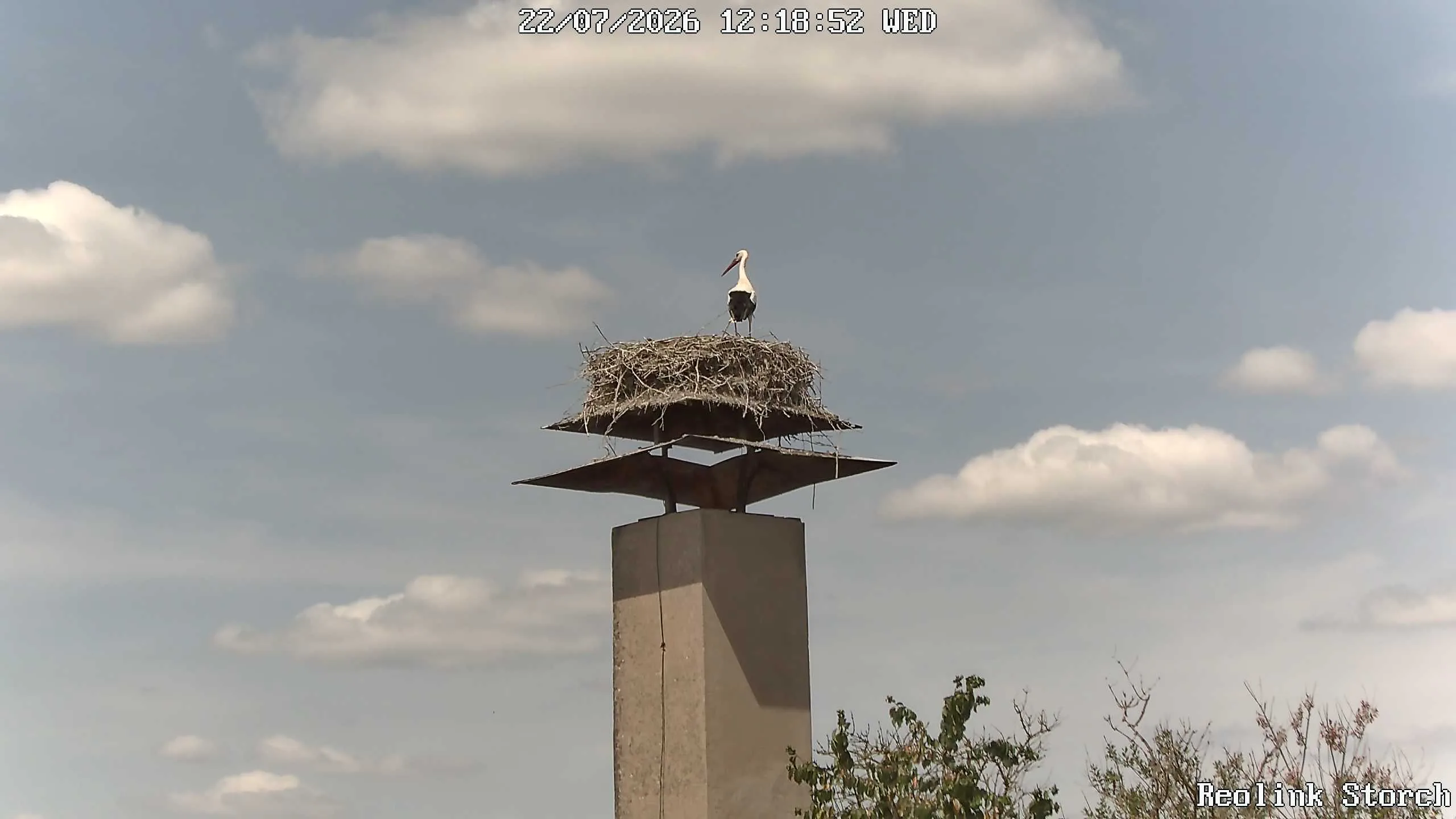 Storchencam Bild