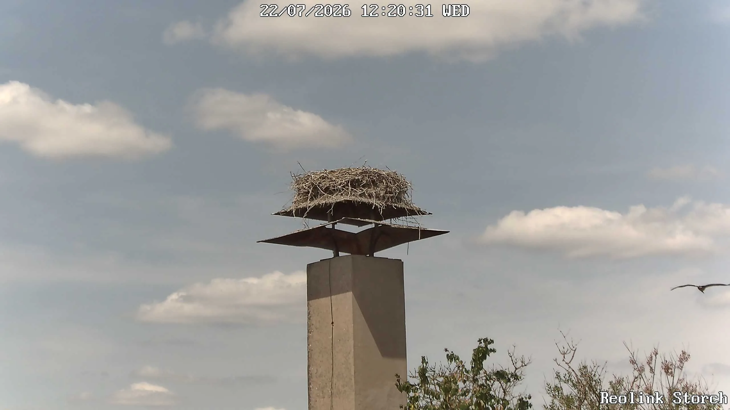 Storchencam Bild