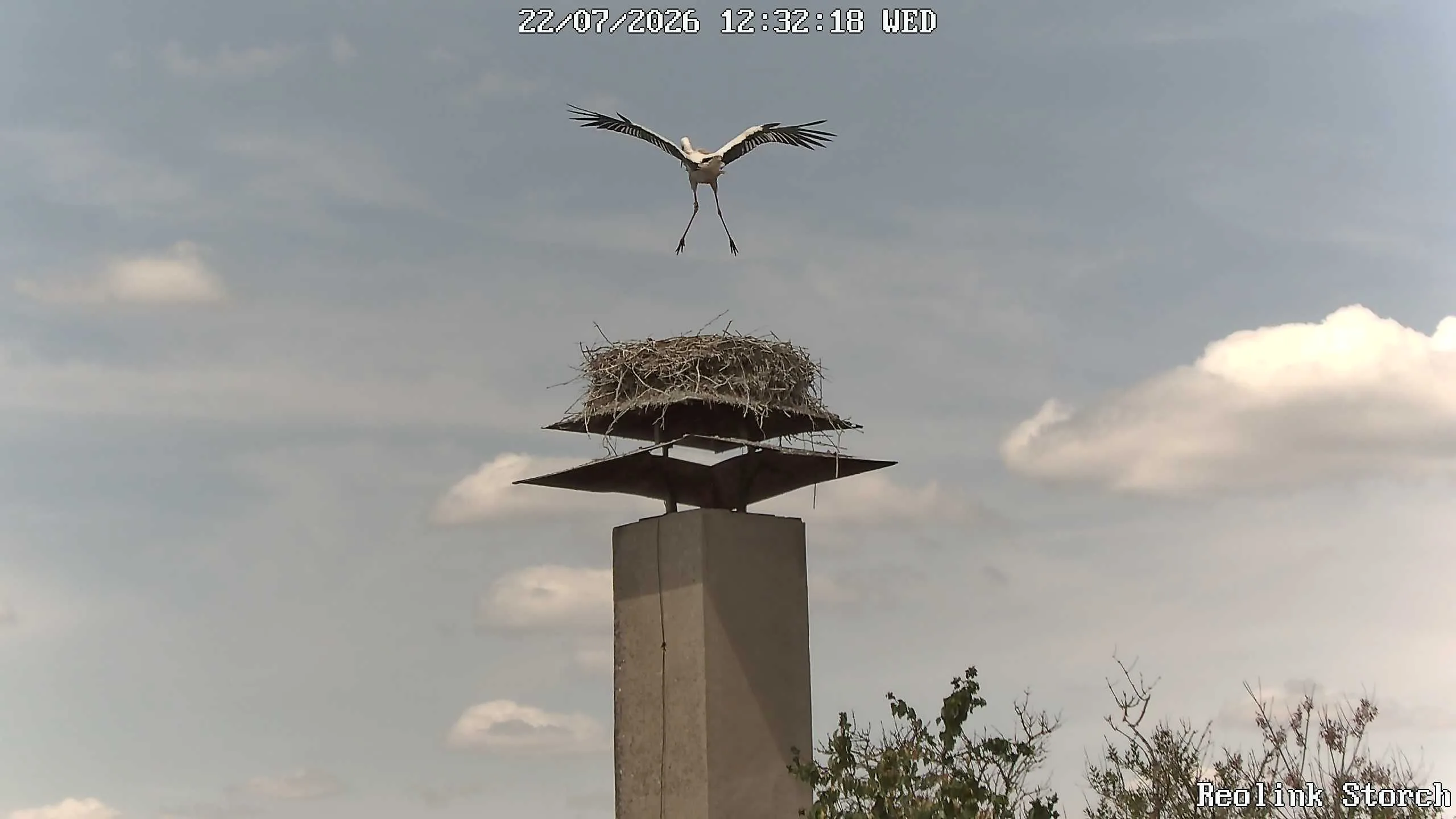 Storchencam Bild