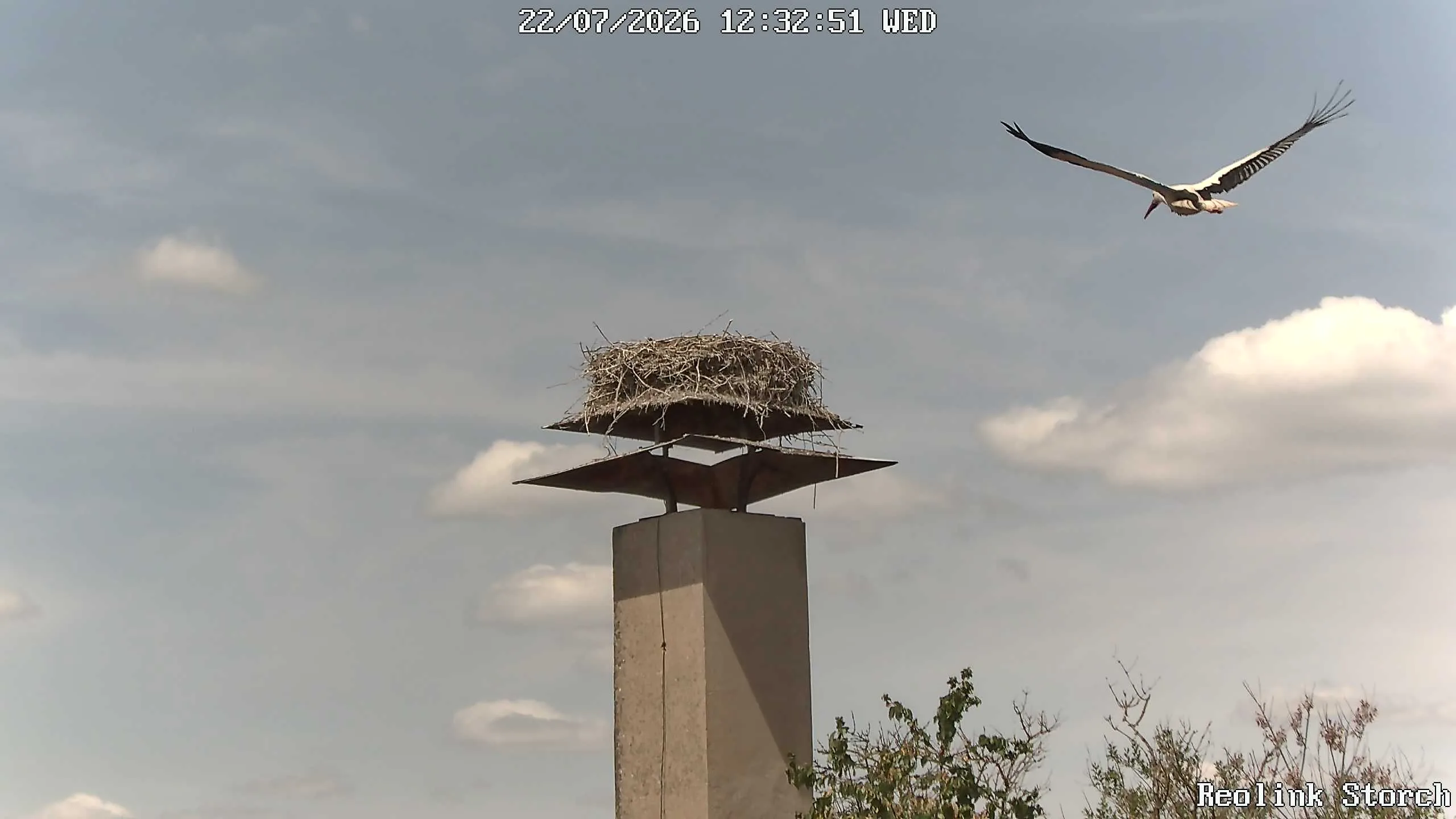 Storchencam Bild