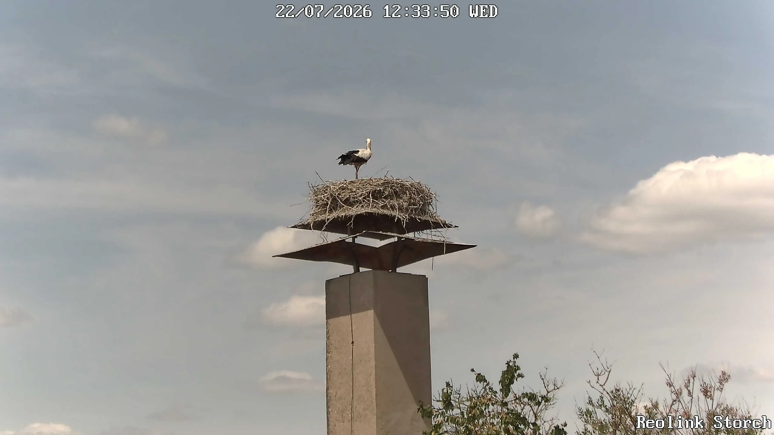 Storchencam Bild