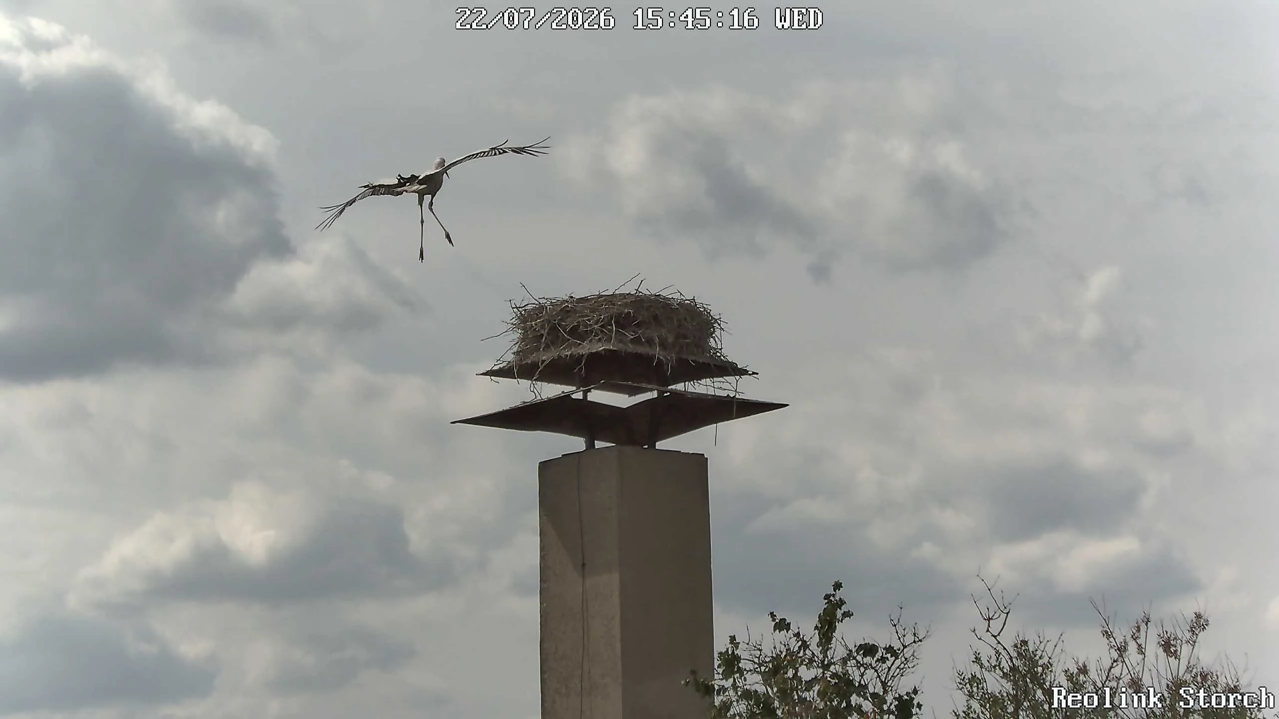 Storchencam Bild