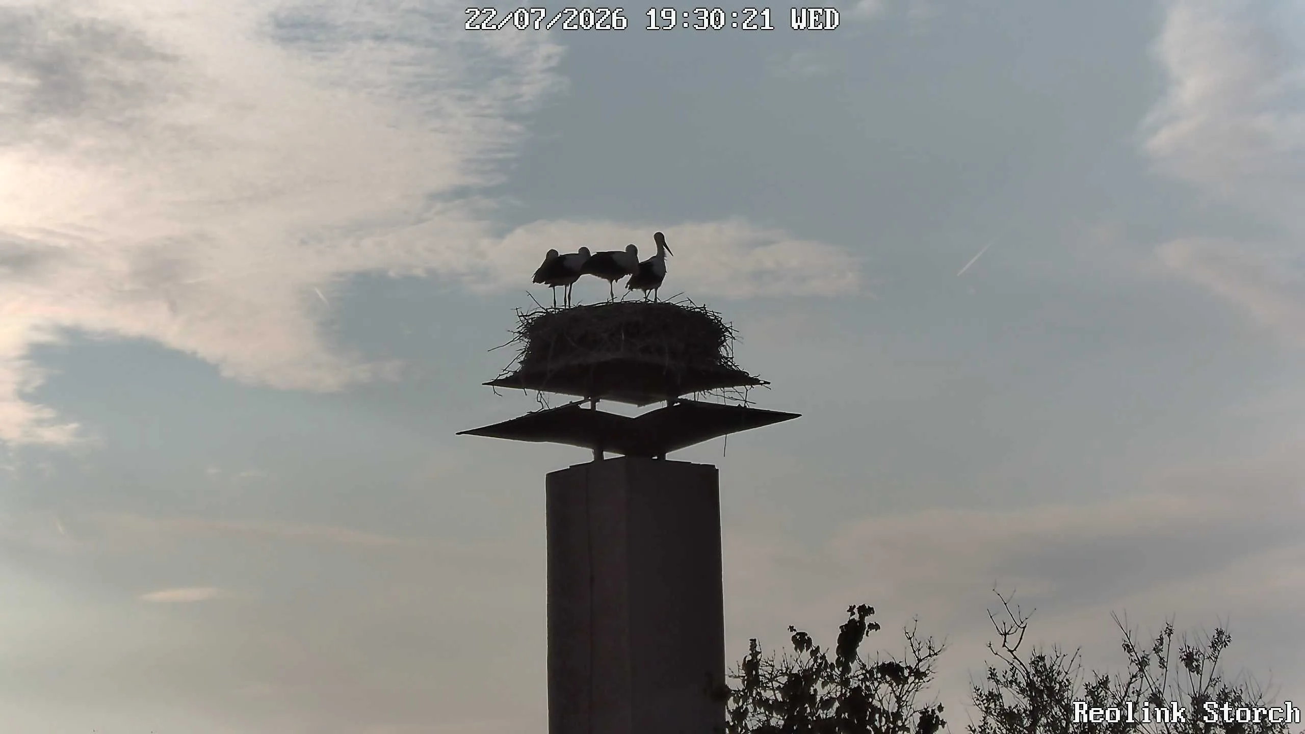 Storchencam Bild