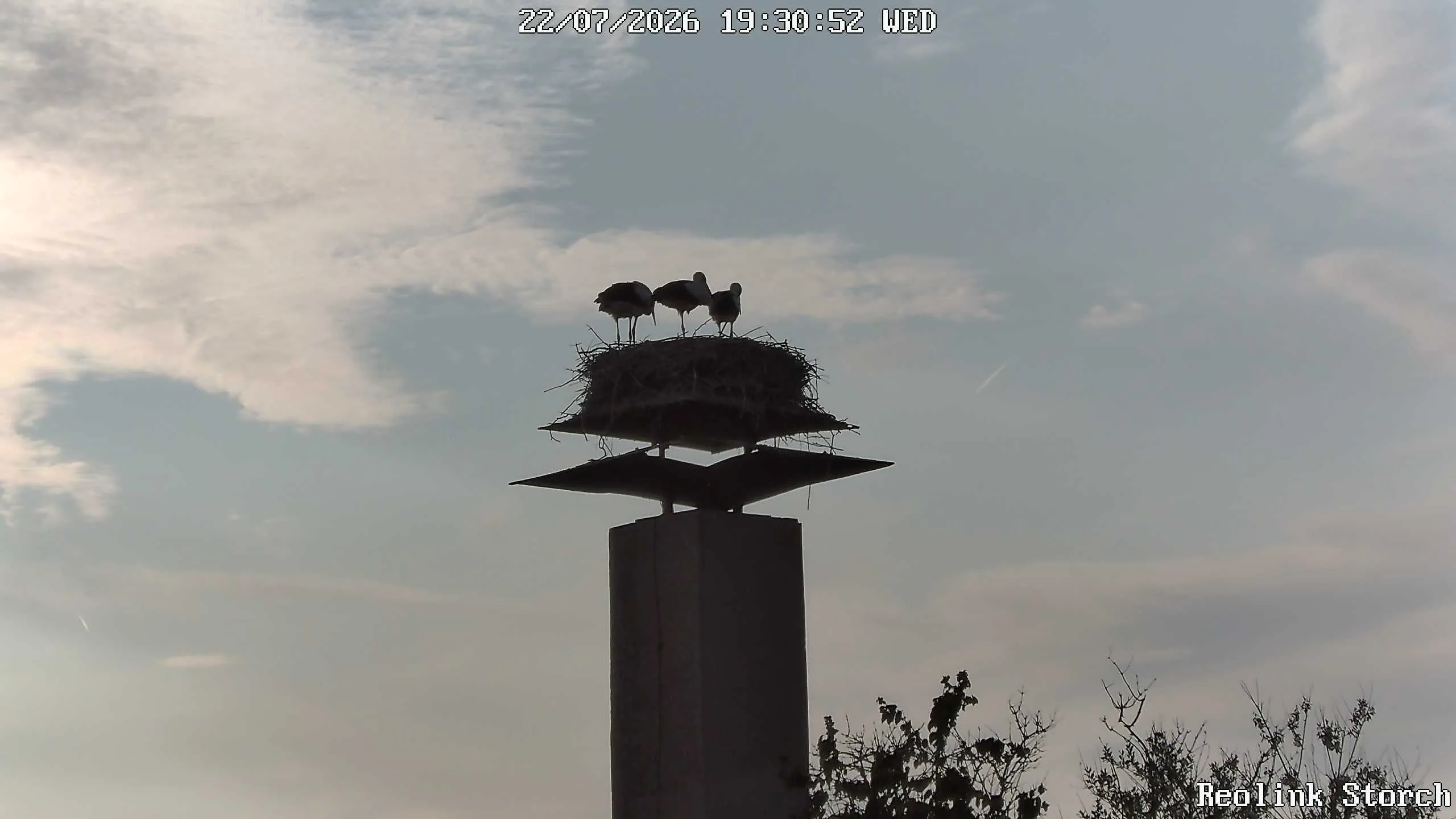 Storchencam Bild