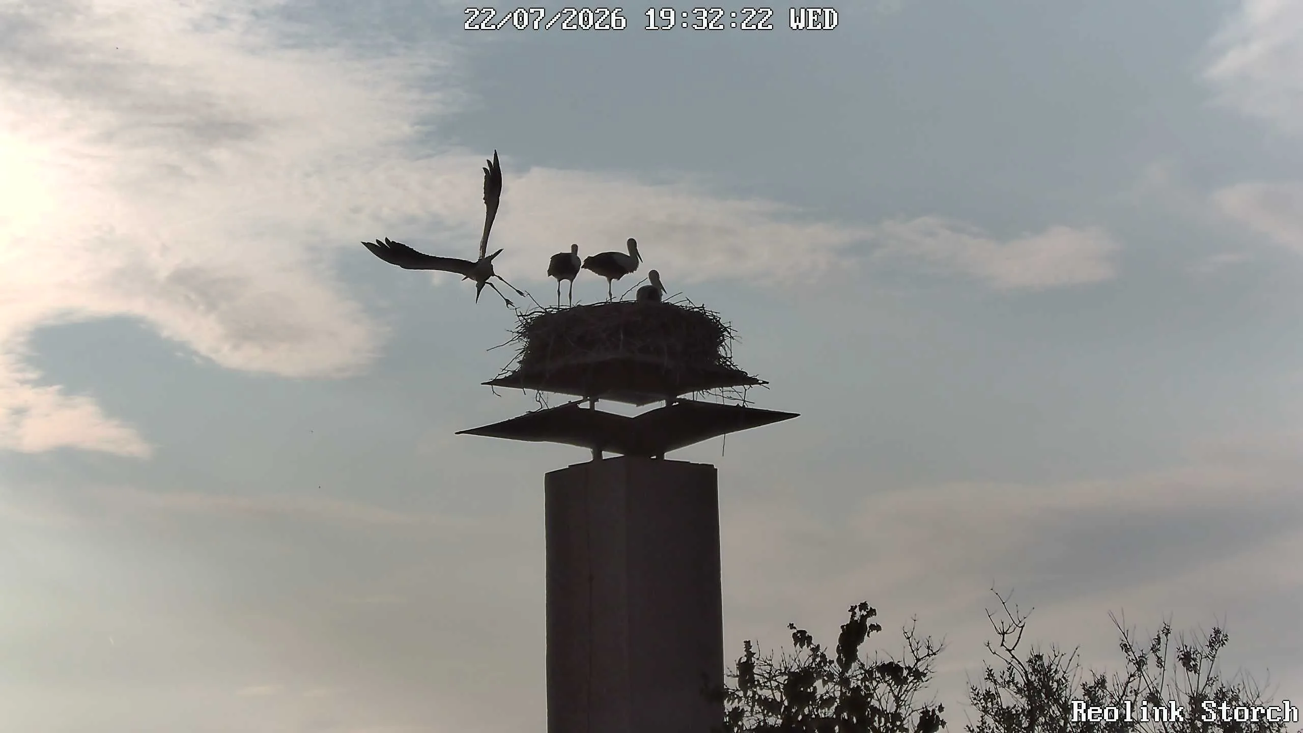 Storchencam Bild