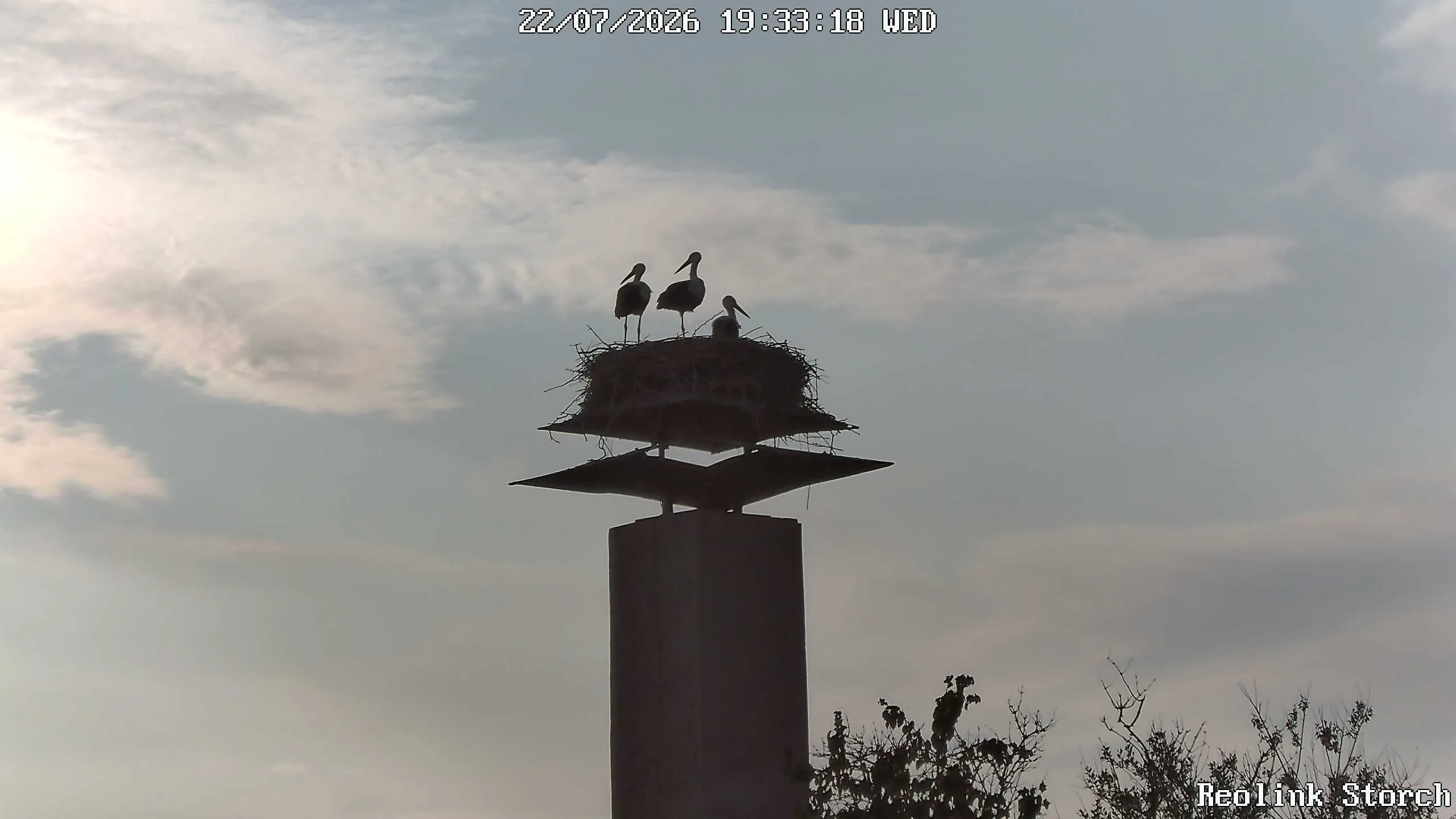 Storchencam Bild