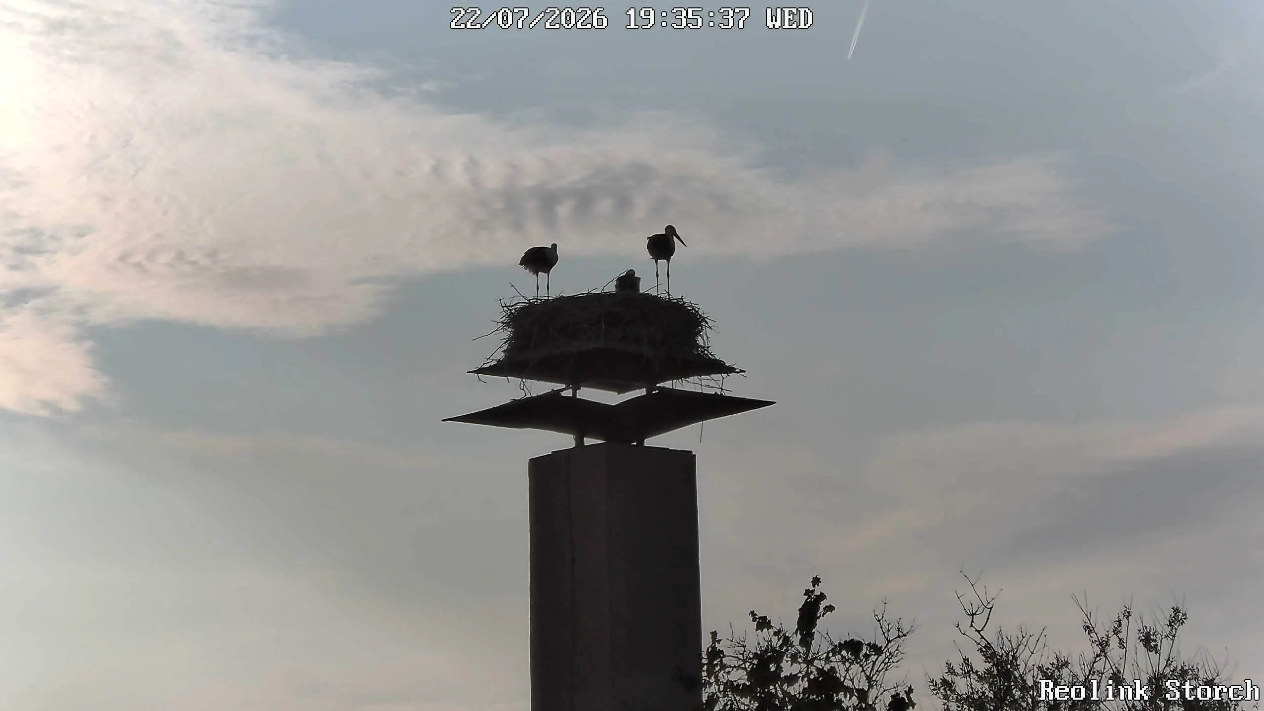 Storchencam Bild