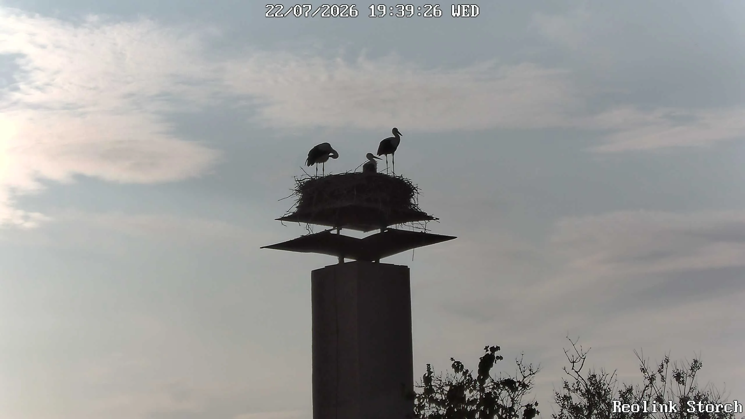 Storchencam Bild