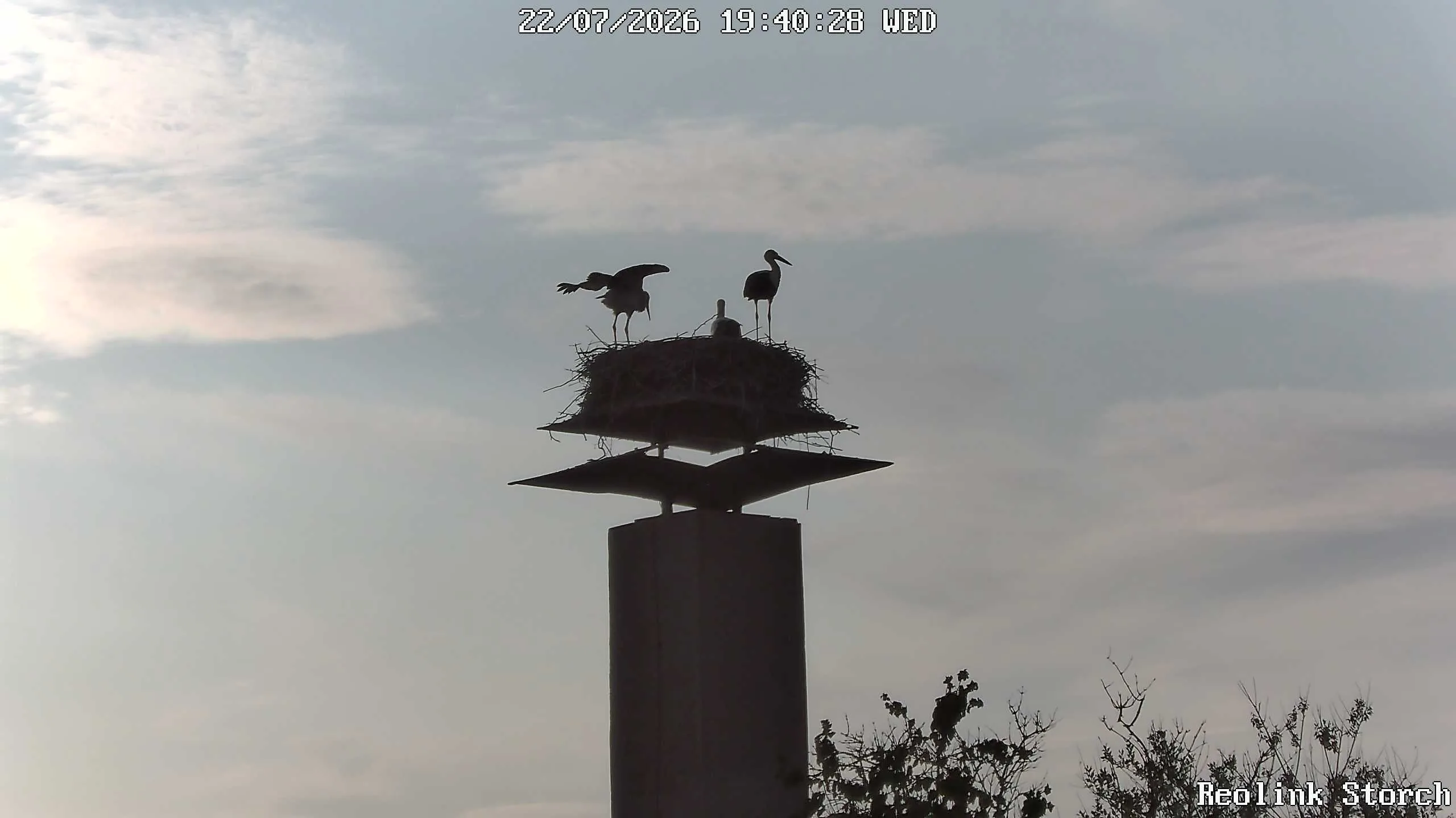 Storchencam Bild