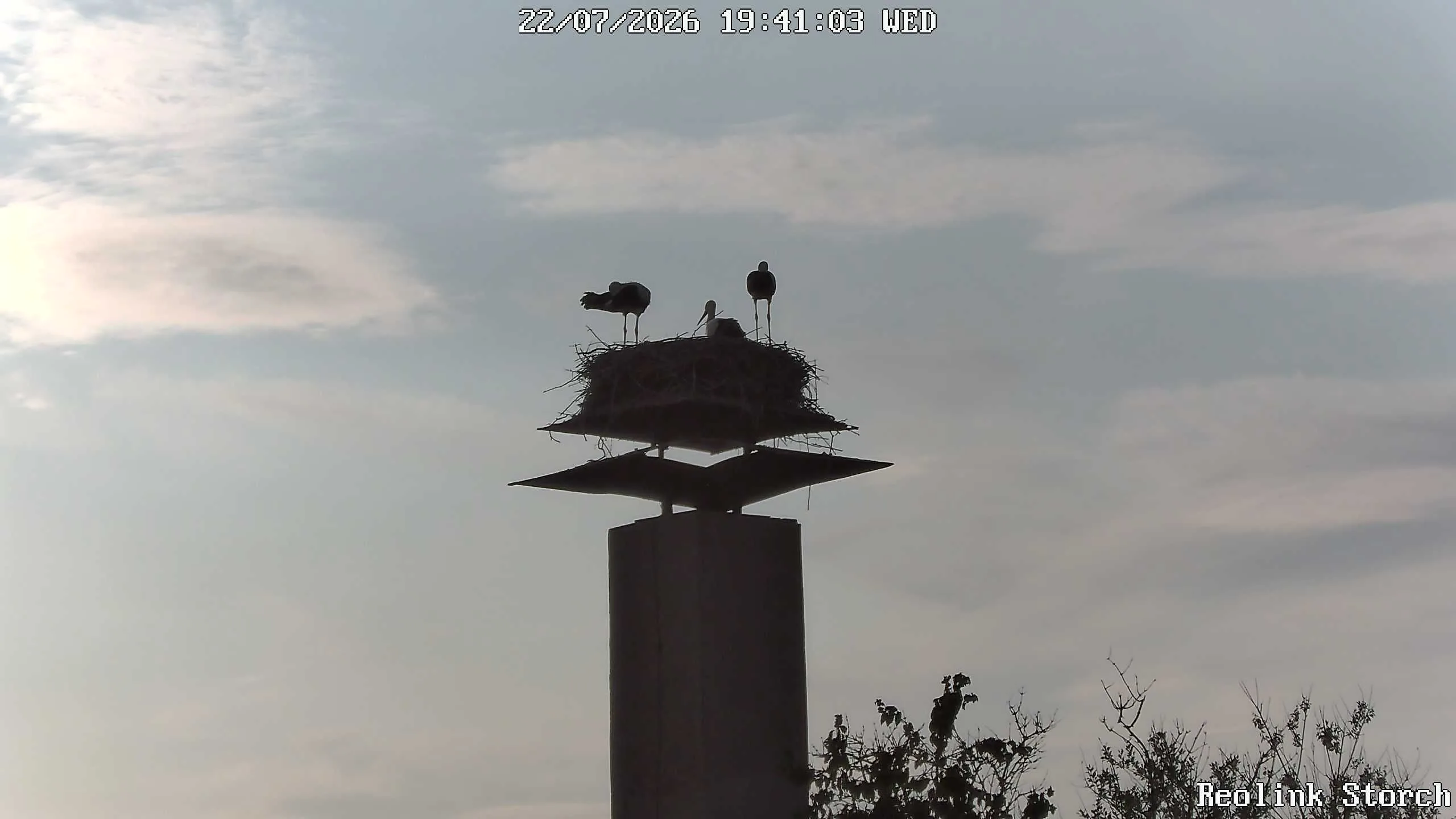 Storchencam Bild