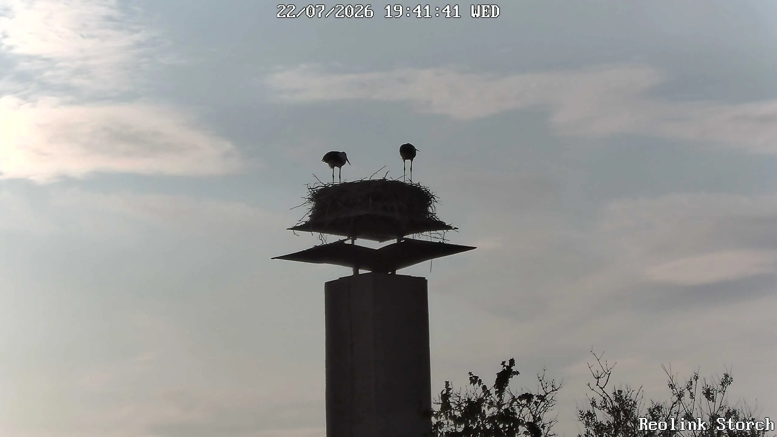 Storchencam Bild