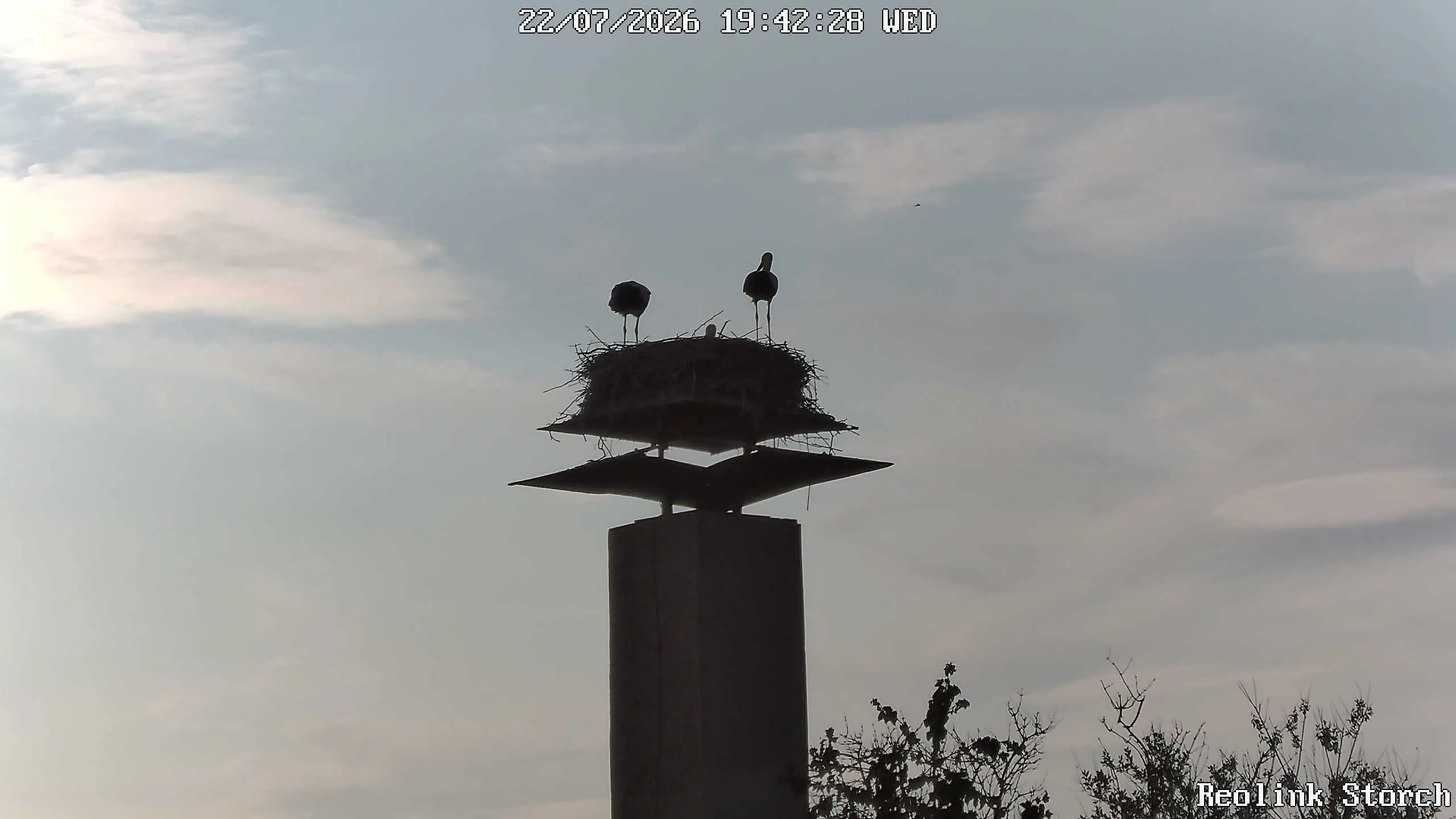 Storchencam Bild