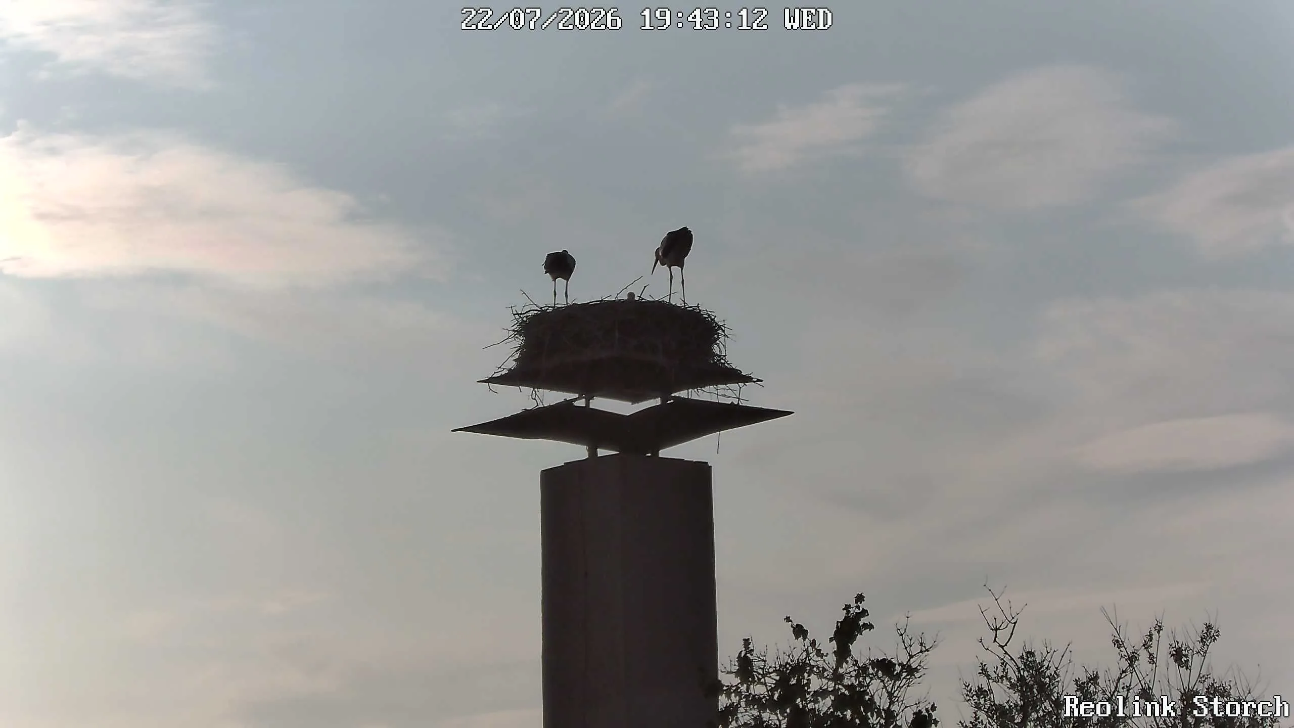 Storchencam Bild