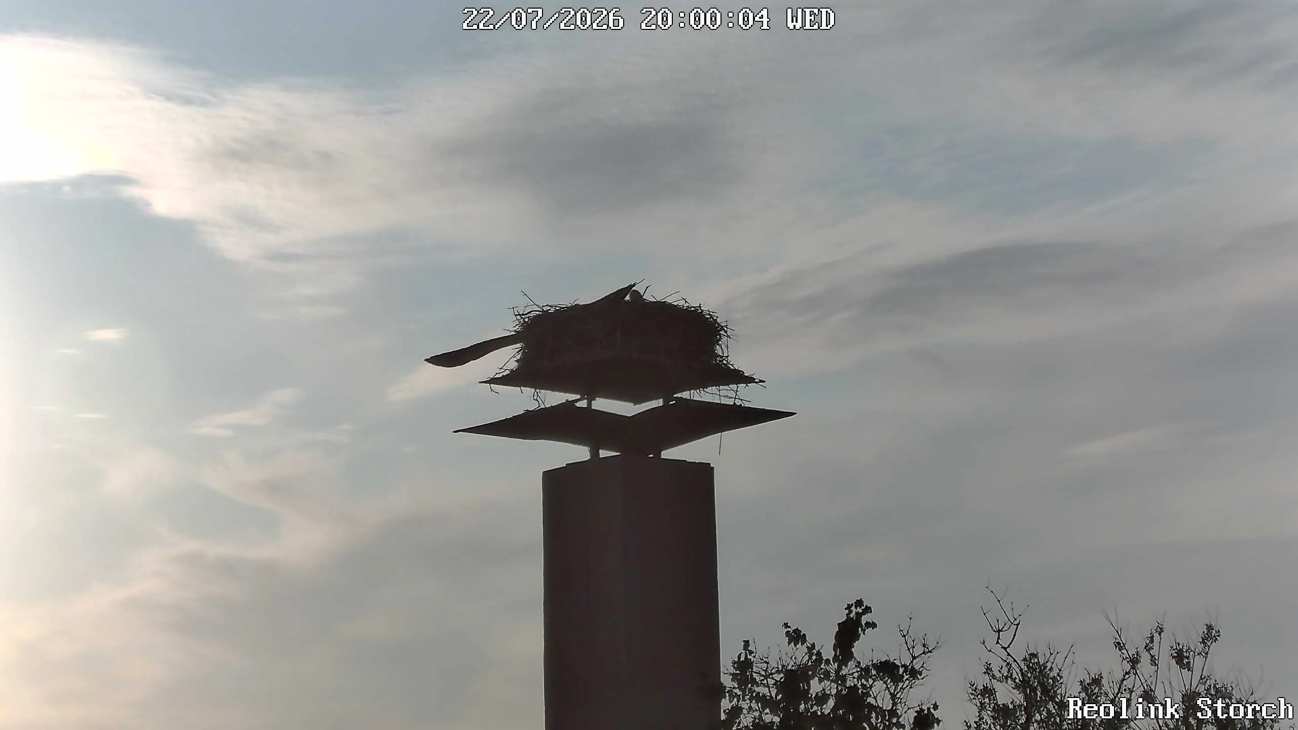Storchencam Bild