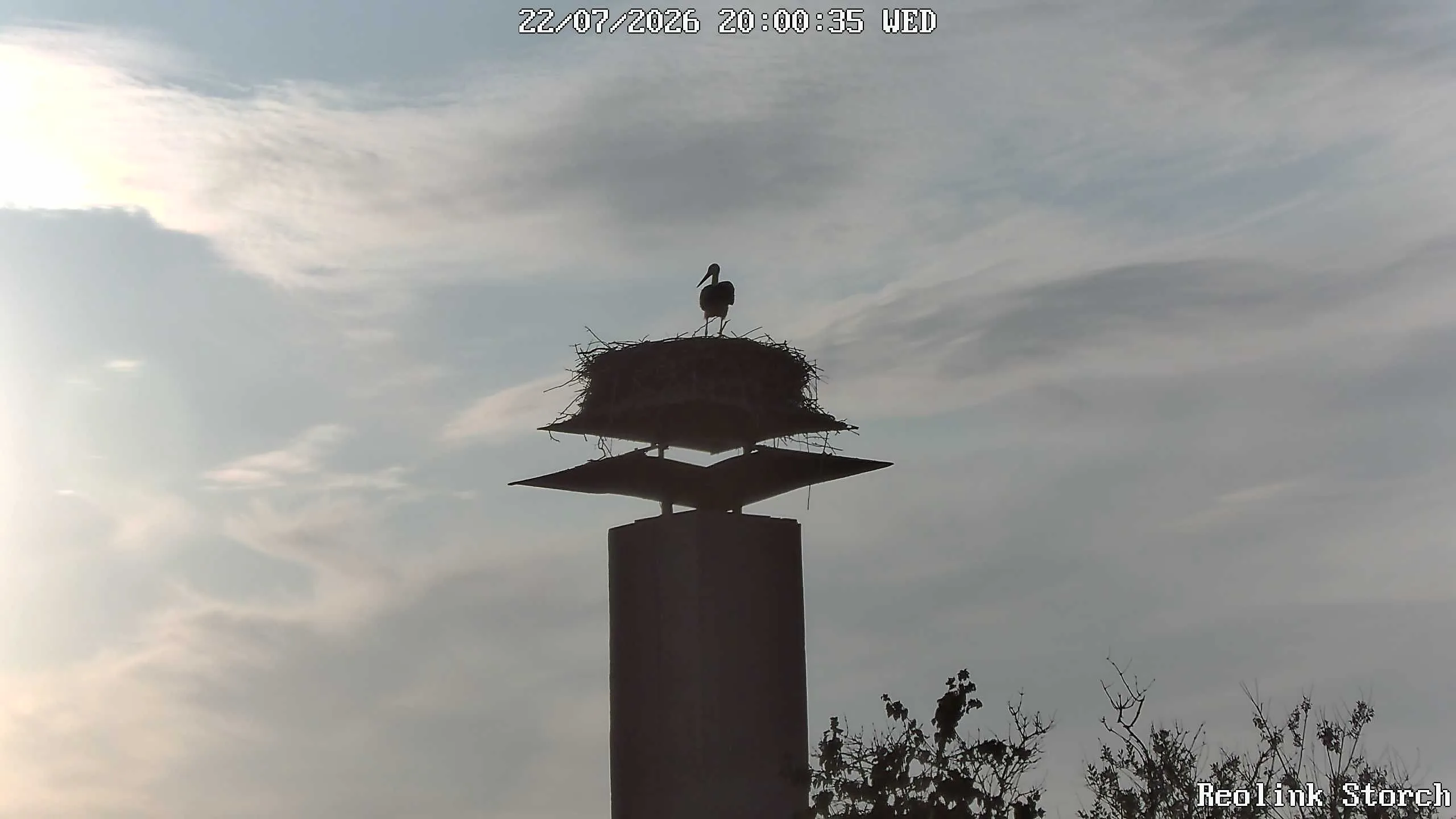 Storchencam Bild