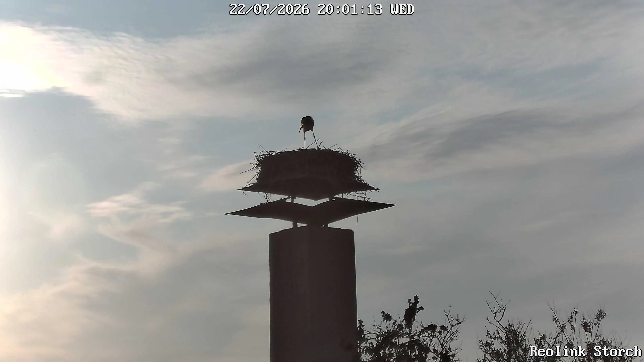 Storchencam Bild