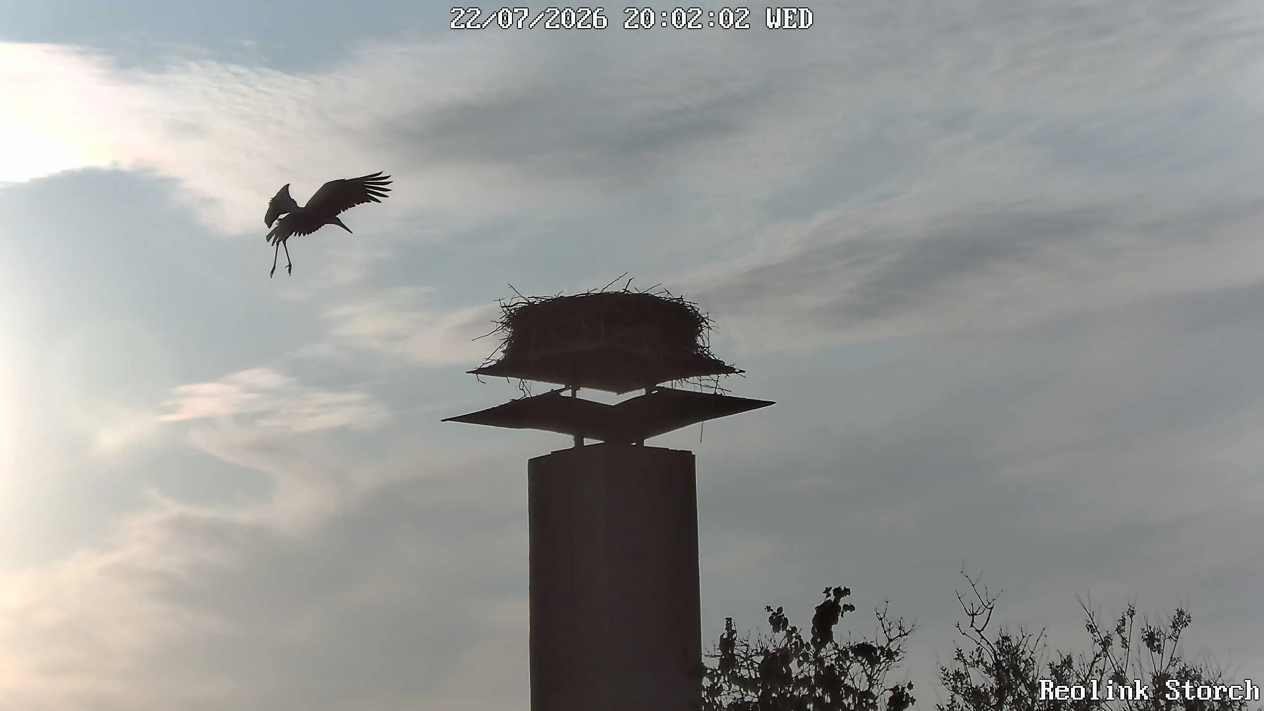 Storchencam Bild