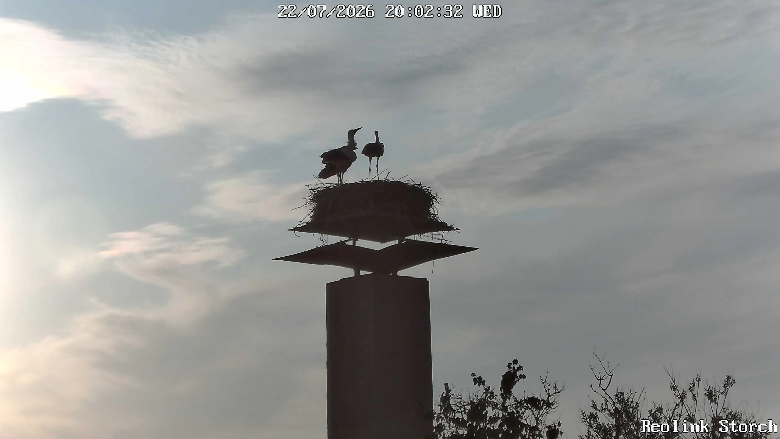 Storchencam Bild