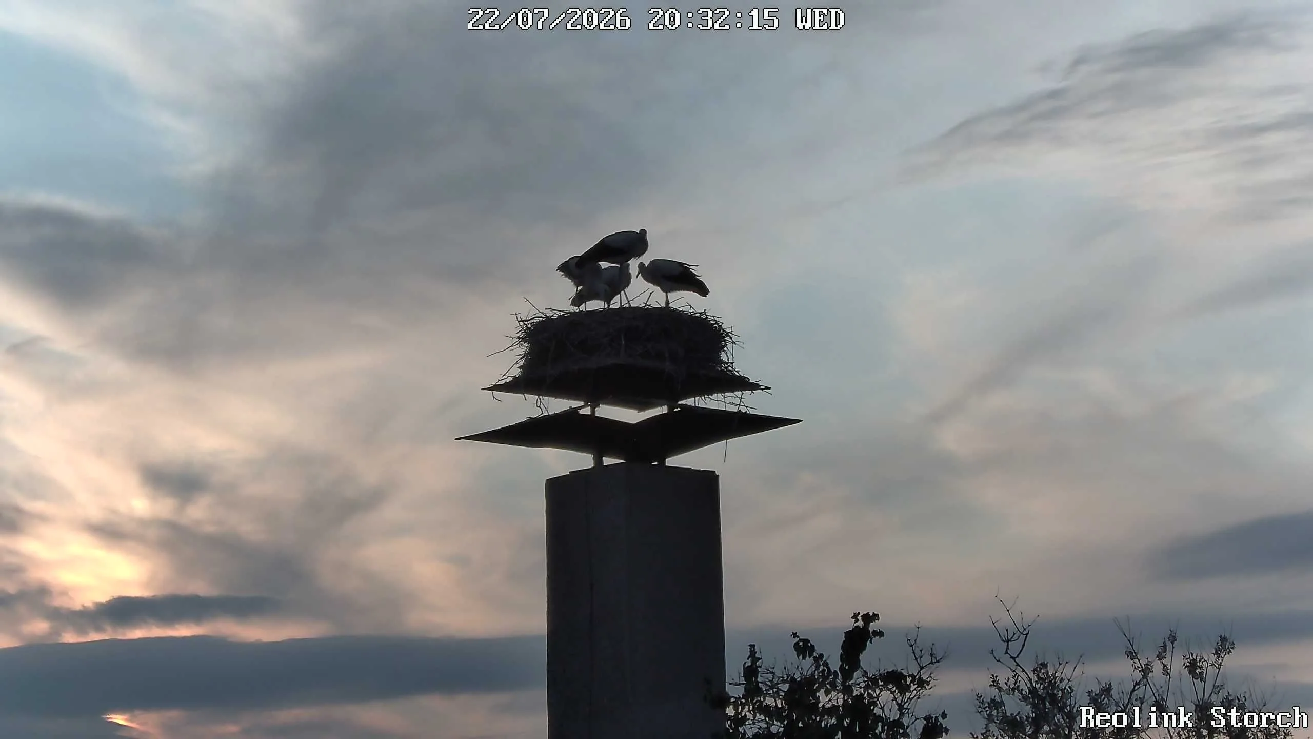 Storchencam Bild