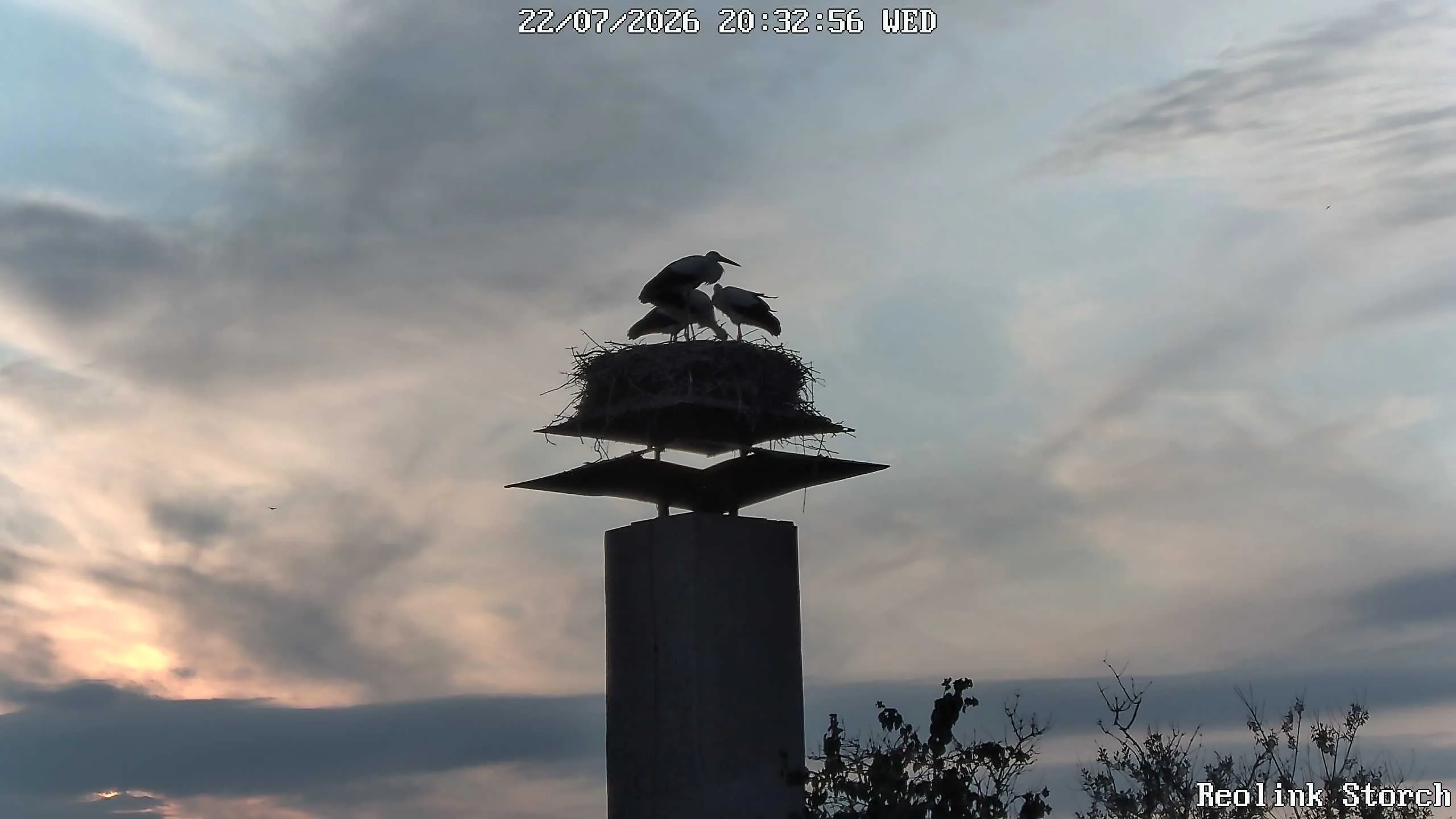 Storchencam Bild