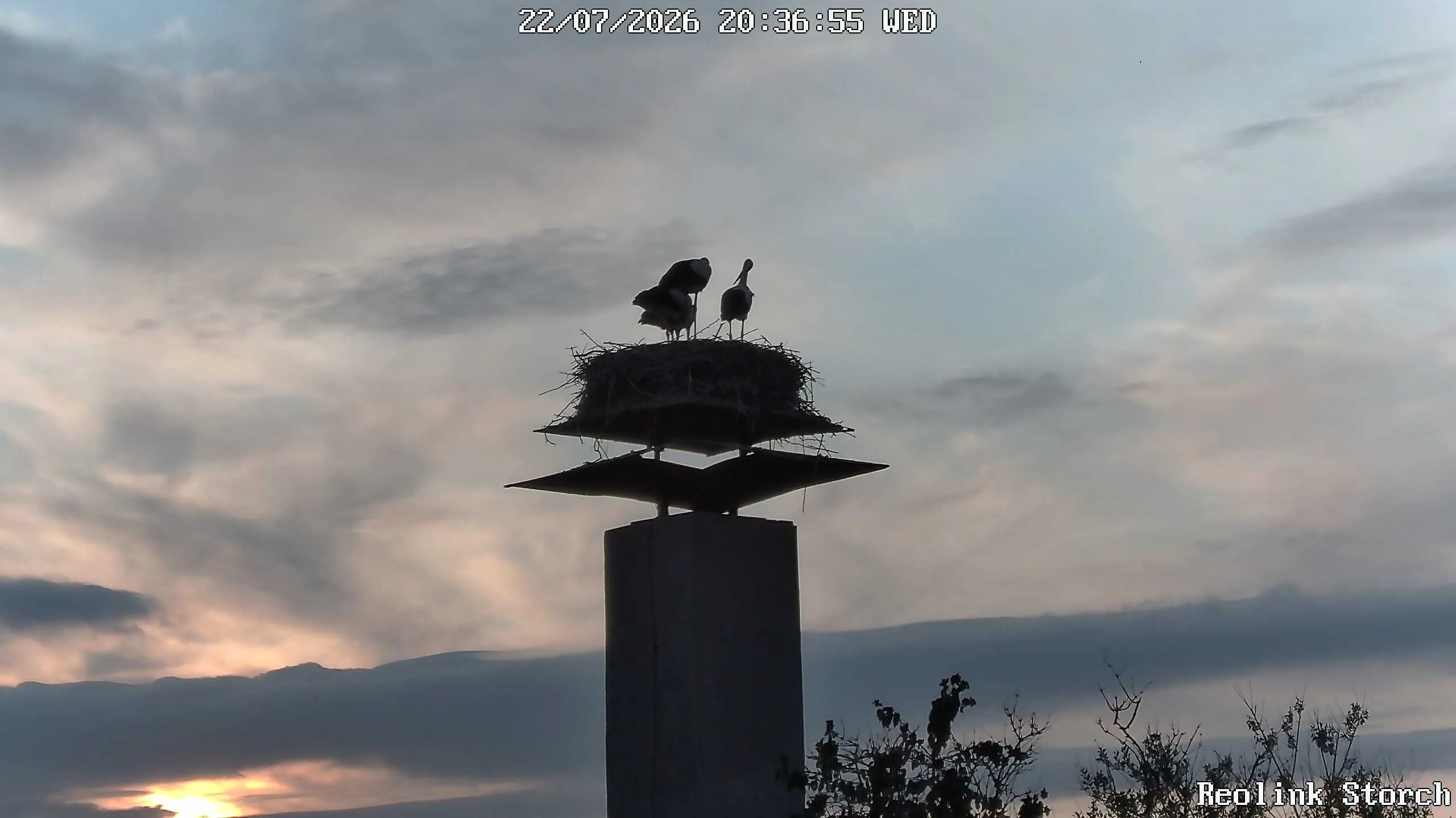 Storchencam Bild