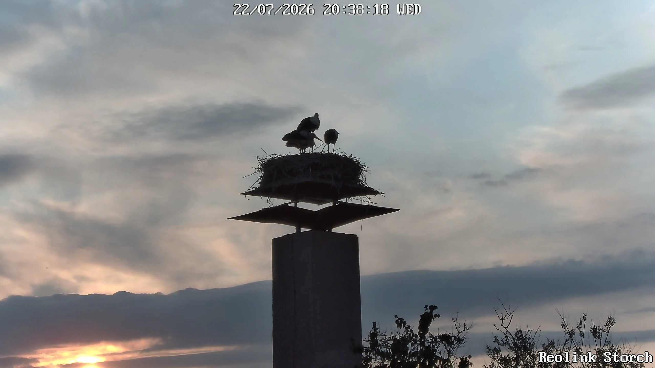 Storchencam Bild