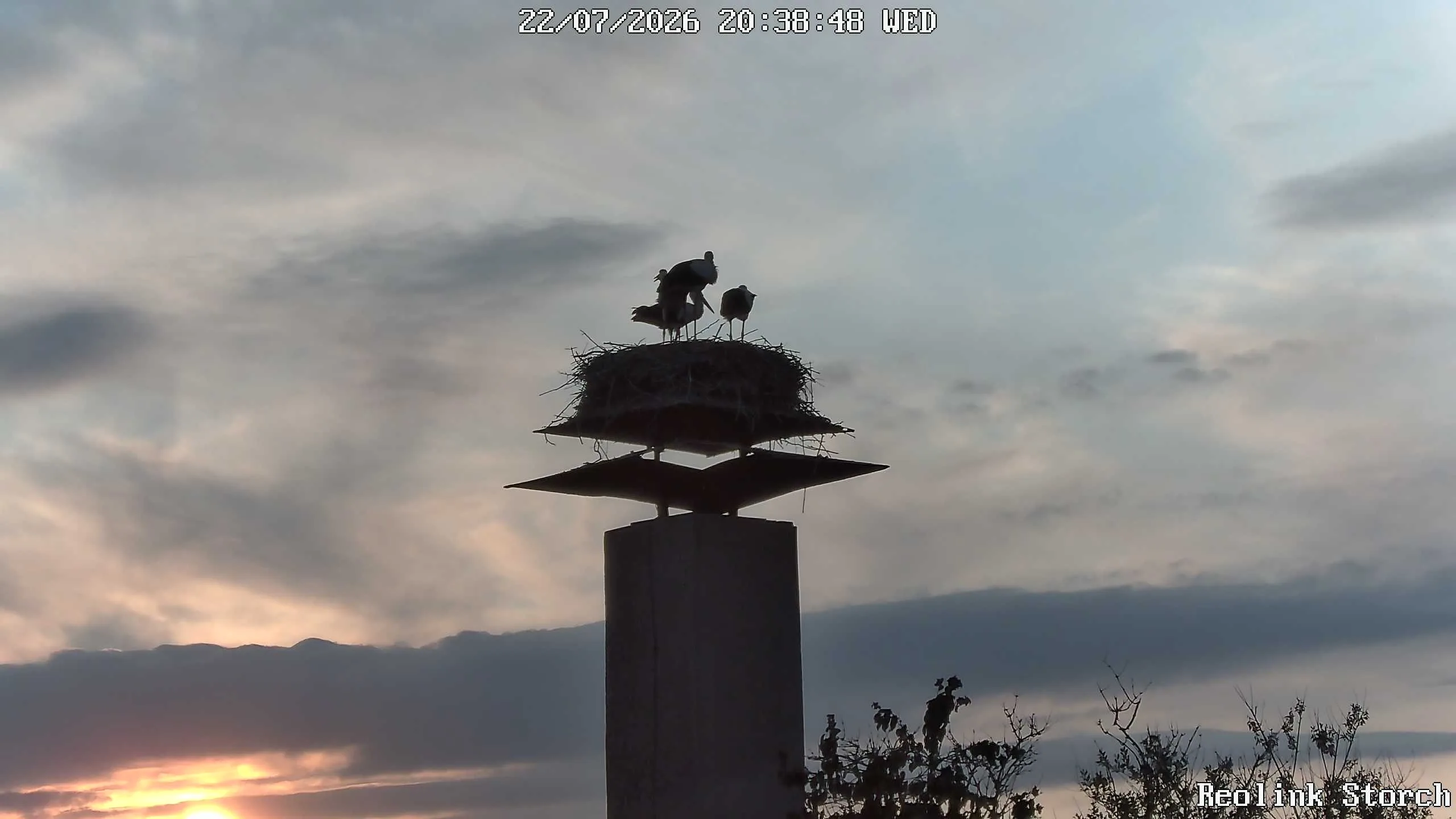 Storchencam Bild