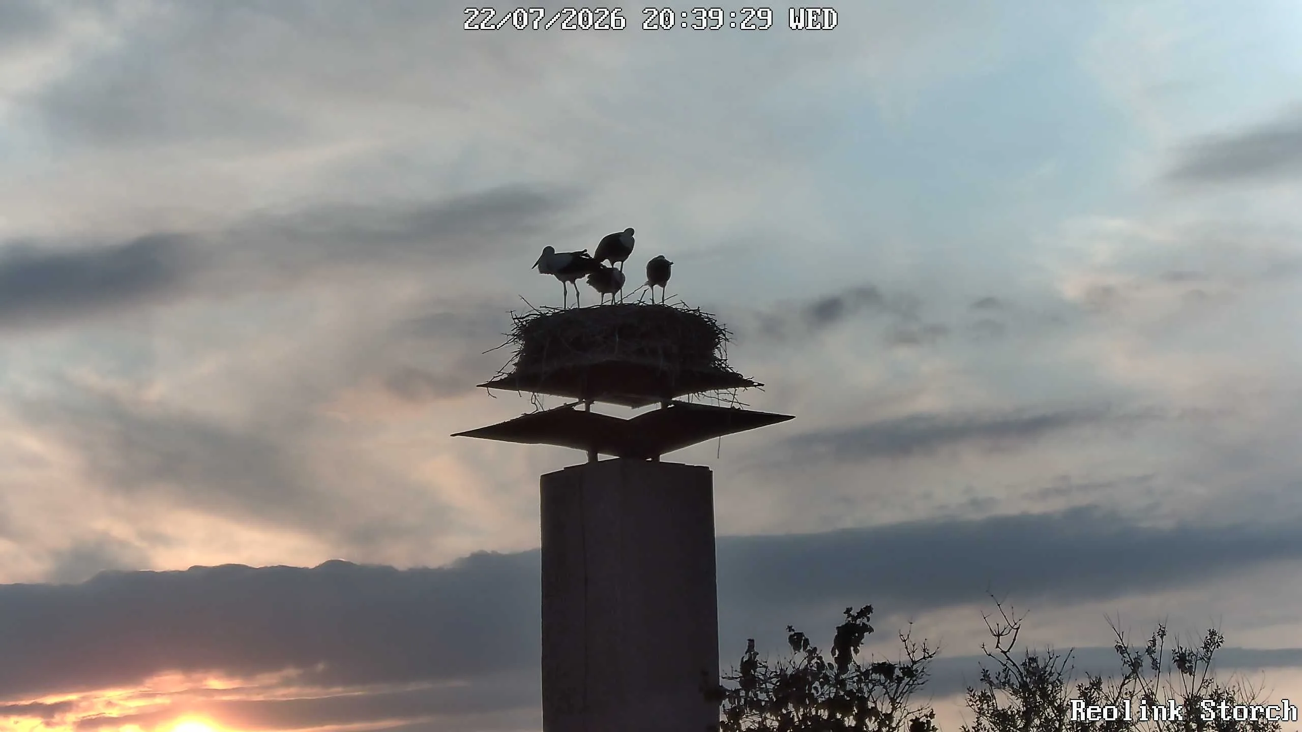 Storchencam Bild