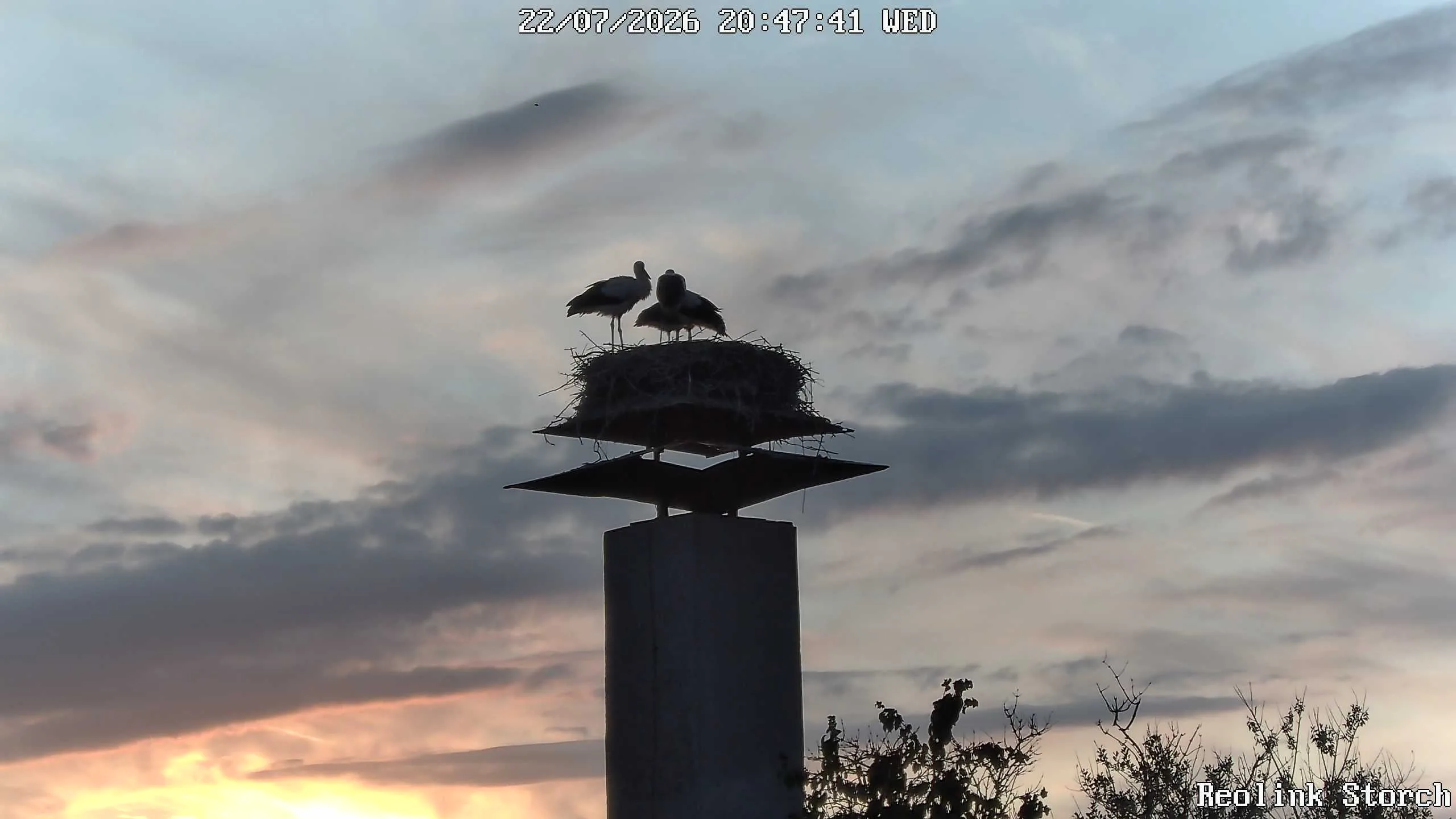 Storchencam Bild