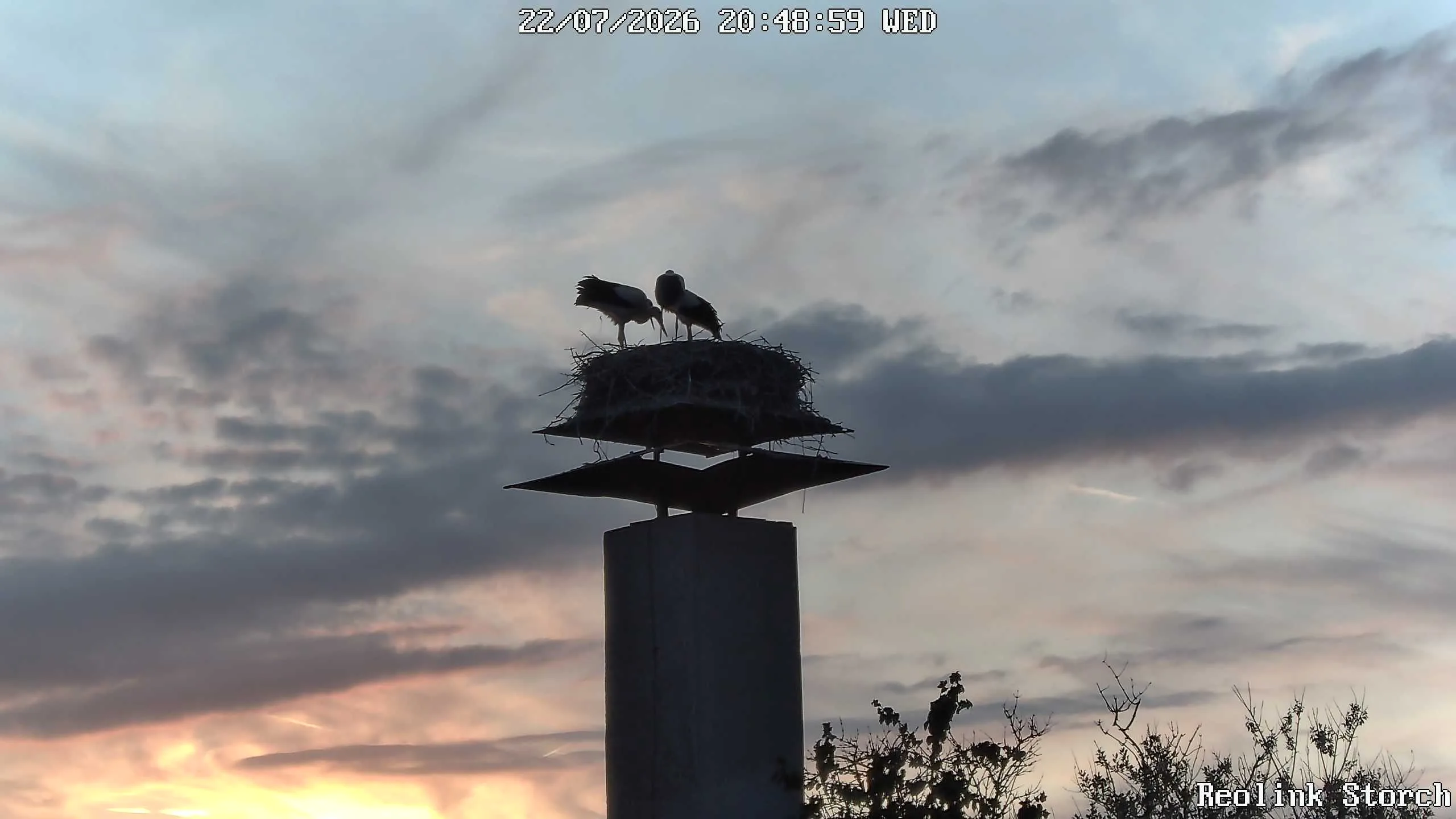 Storchencam Bild