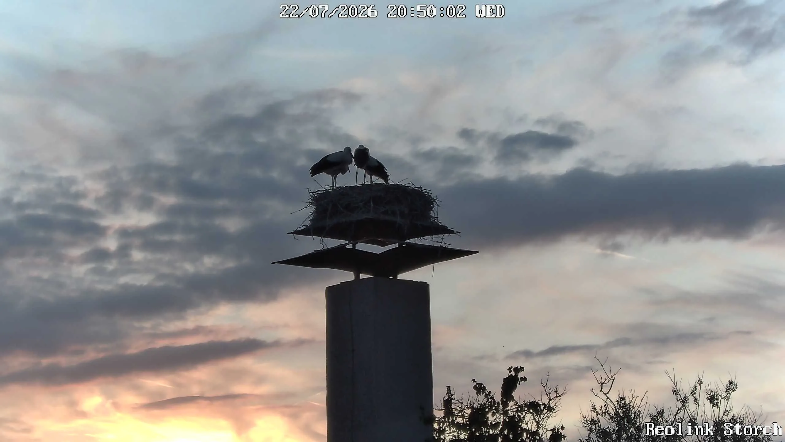 Storchencam Bild