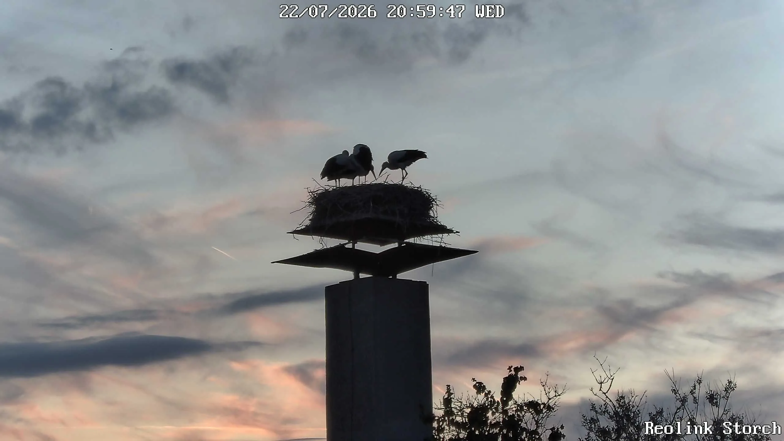Storchencam Bild