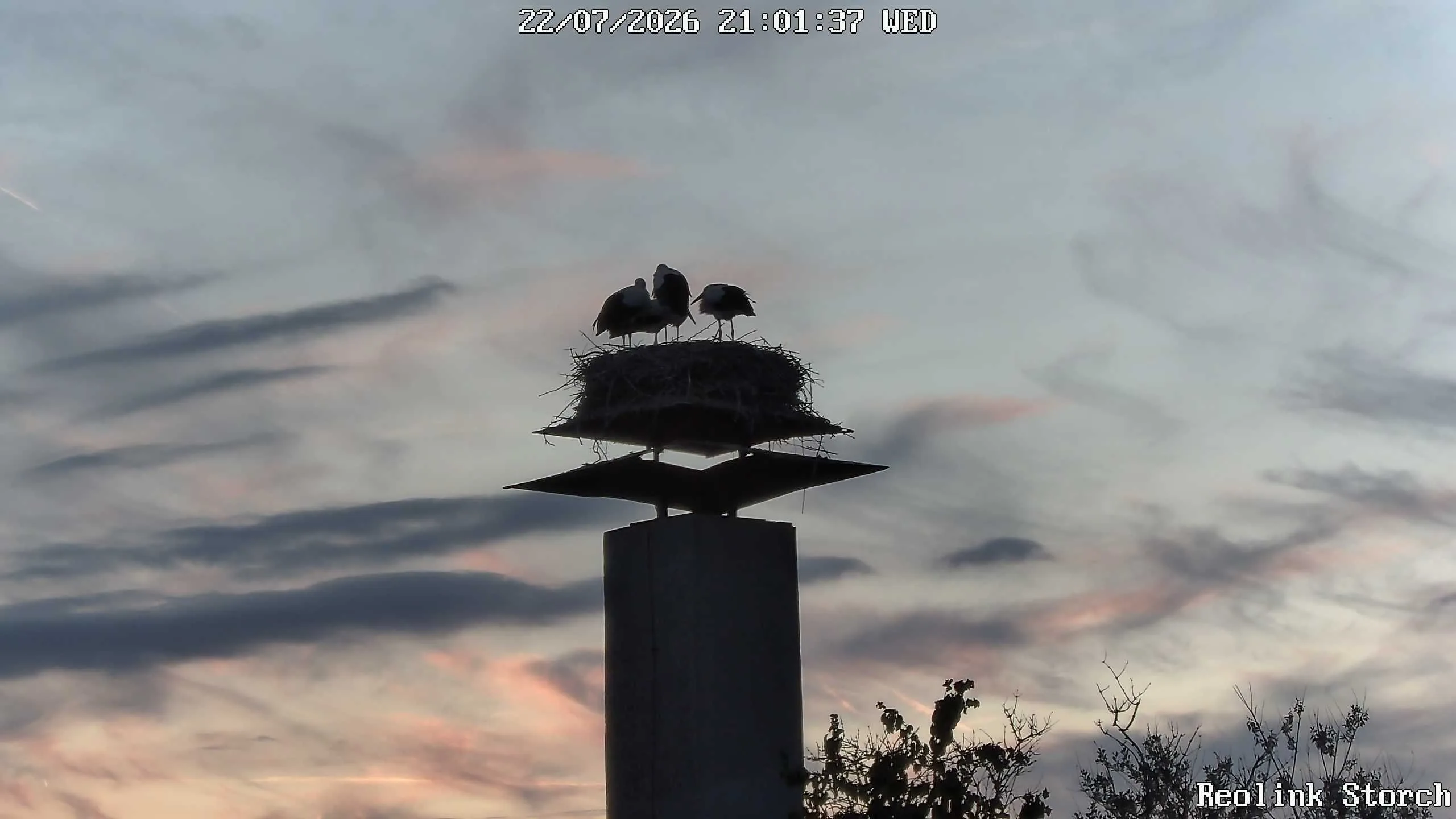 Storchencam Bild