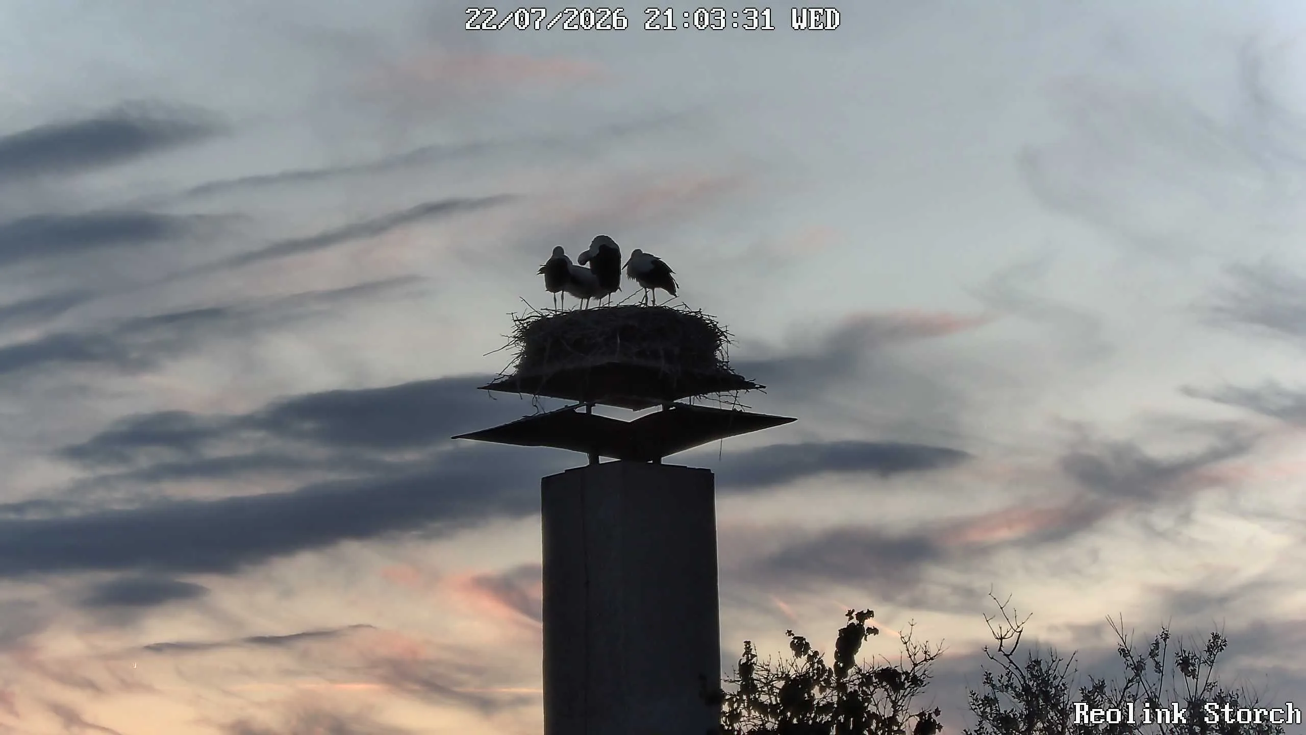 Storchencam Bild